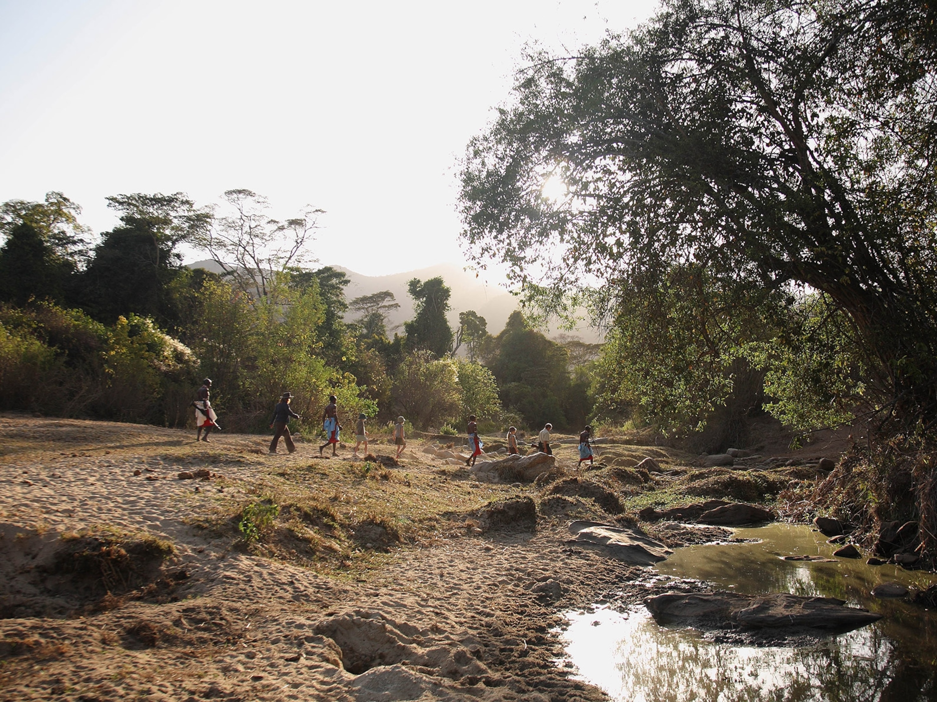 Forest bathing: what it is and where to do it