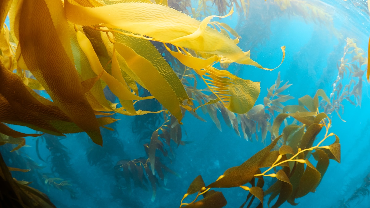 Forgotten forests: Regenerating the kelp forest highway | National Geographic