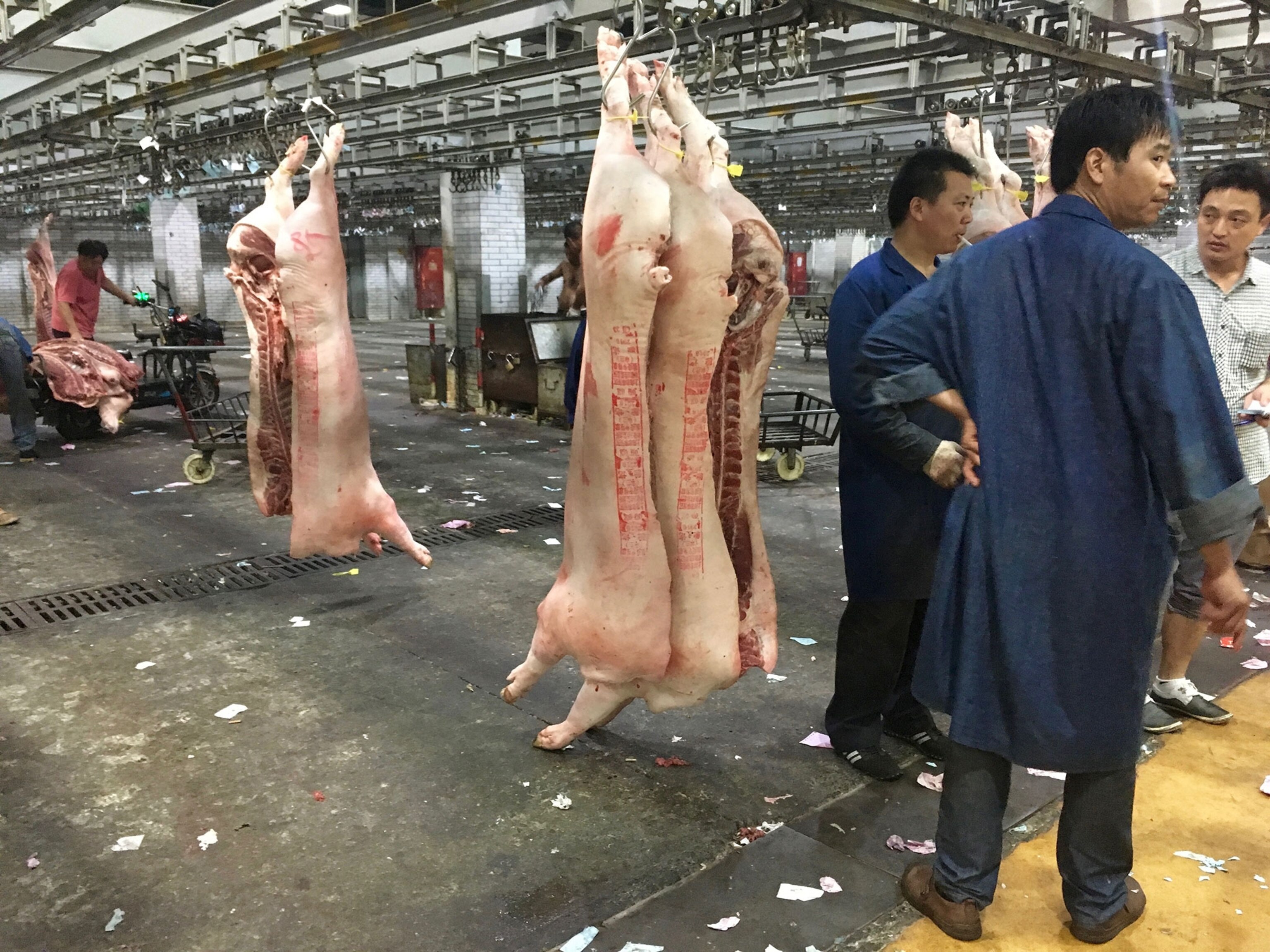 workers stand in a hog room