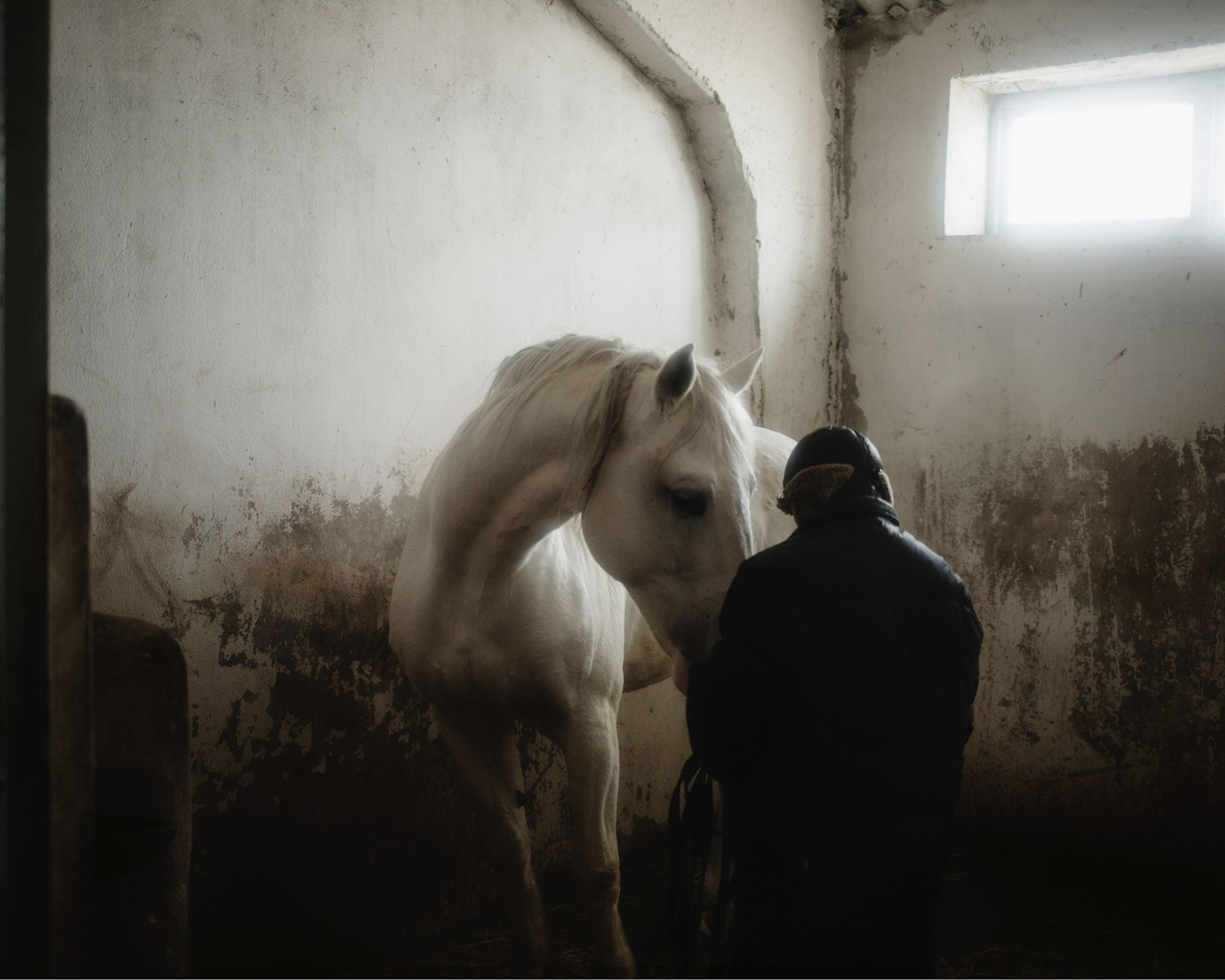 a man tending to his horse