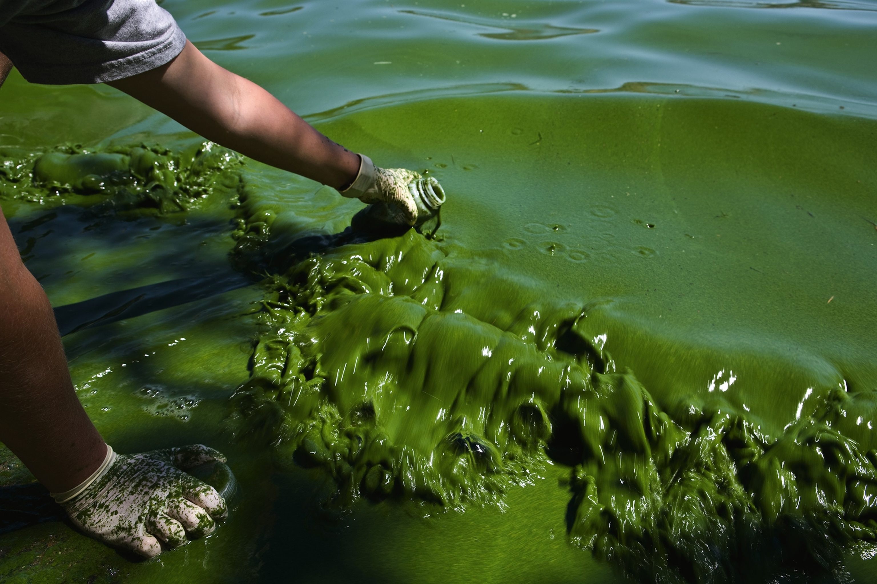 a biologist samples soupy water thickened by cyanobacteria in the Copco Lake
