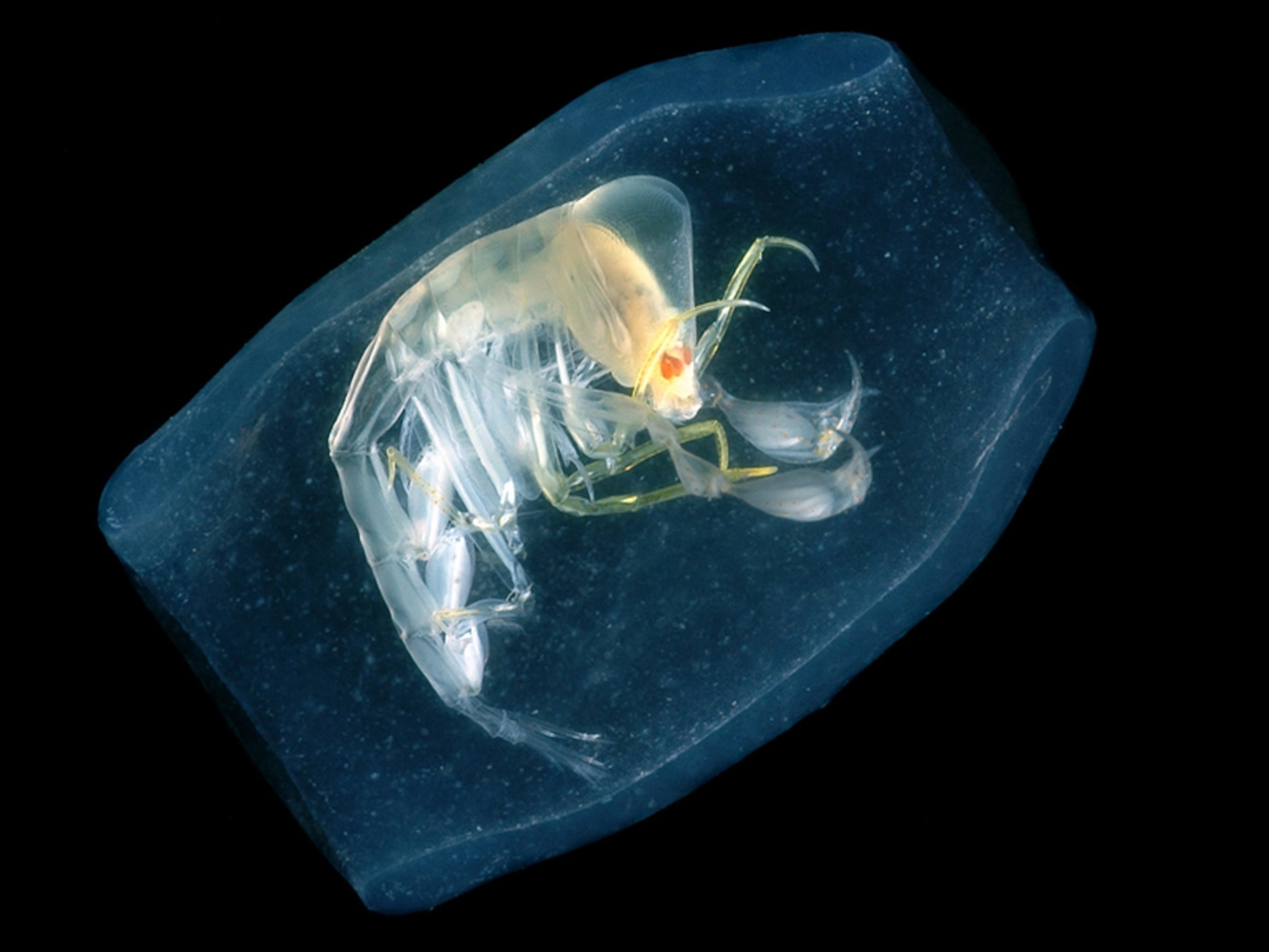 the crustacean Phronima sedentaria, a Census of Marine Life species representing the diversity of 25 ocean areas