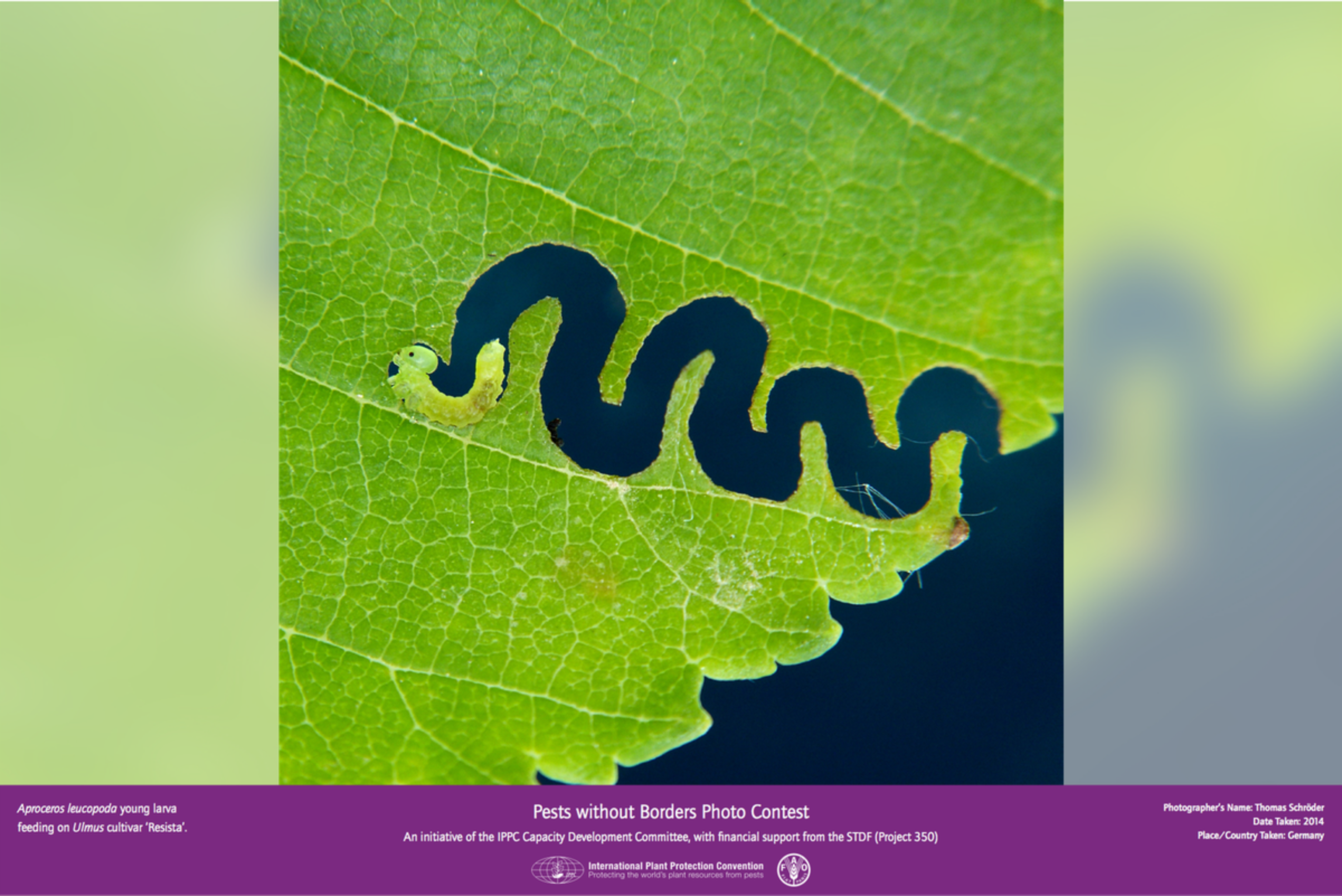 baby zig zag sawfly chews through an elm leaf