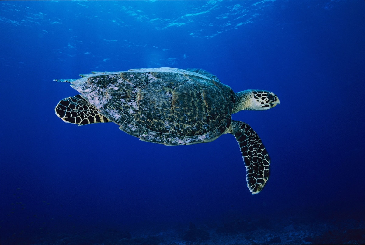 How GPS Can Help Save the World's Most Endangered Sea Turtles