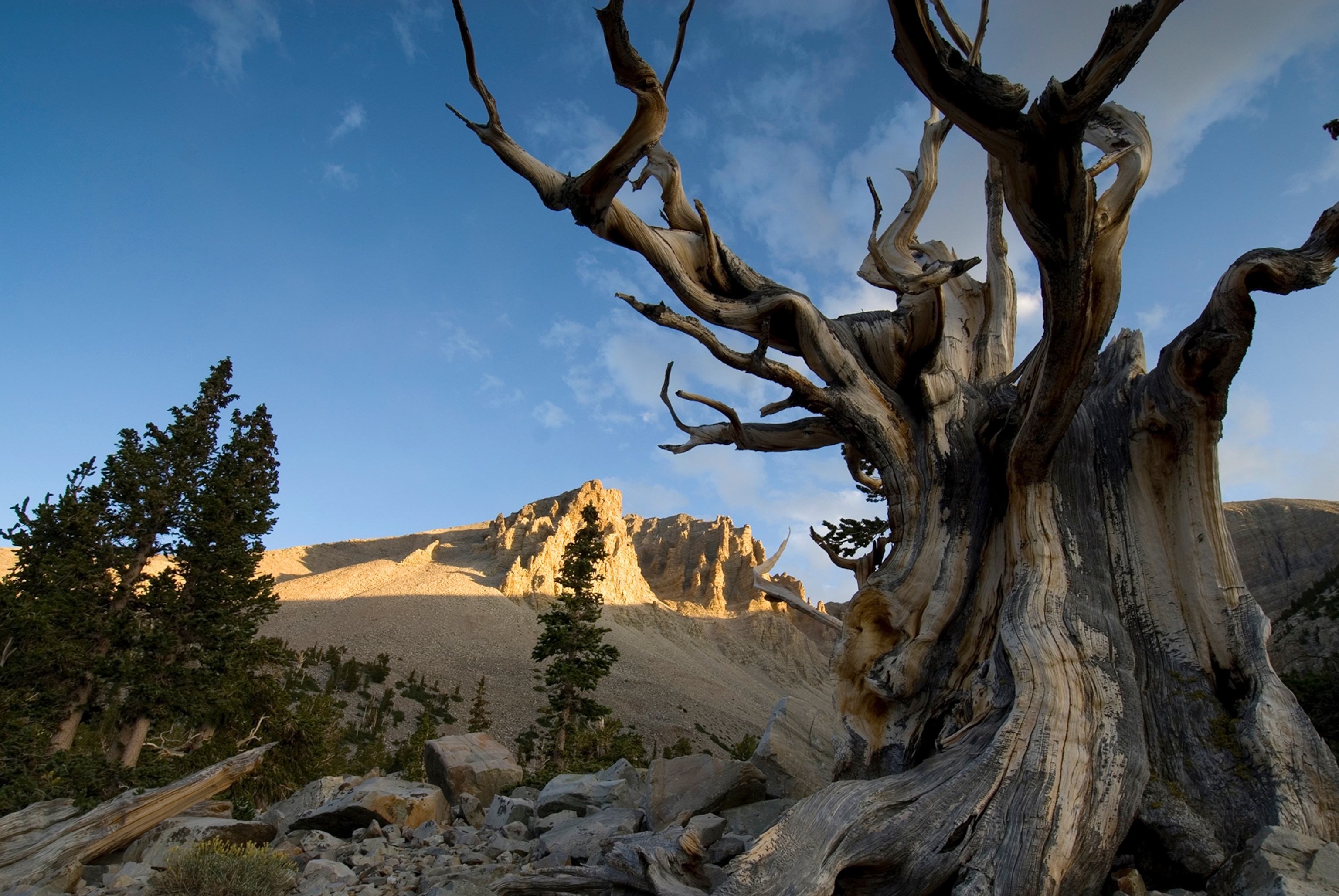a bristelcone pine tree below Mt. Wheeler, Great Basin National Park, Nevada