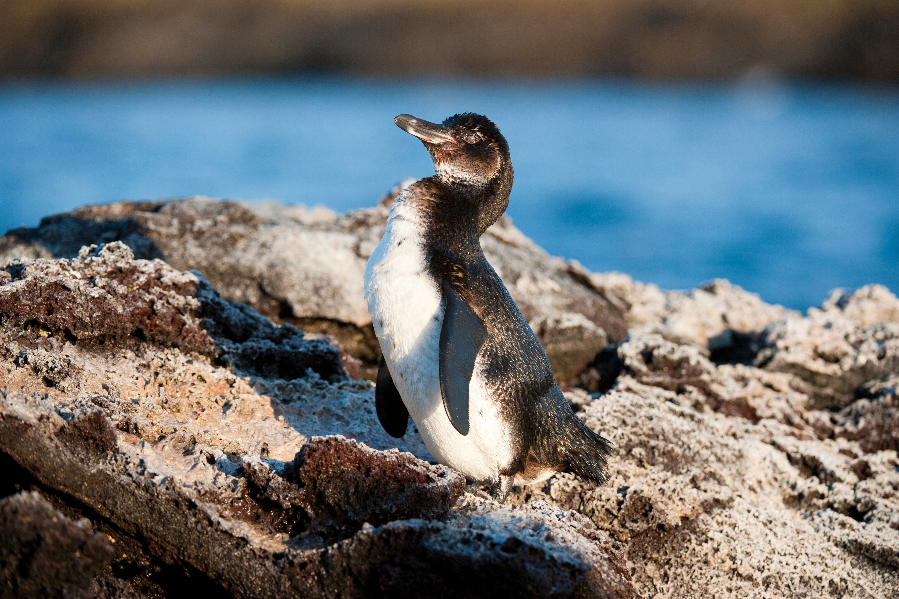 the-galapagos-penguin-one-of-the-world-s-rarest-sees-a-glimmer-of-hope