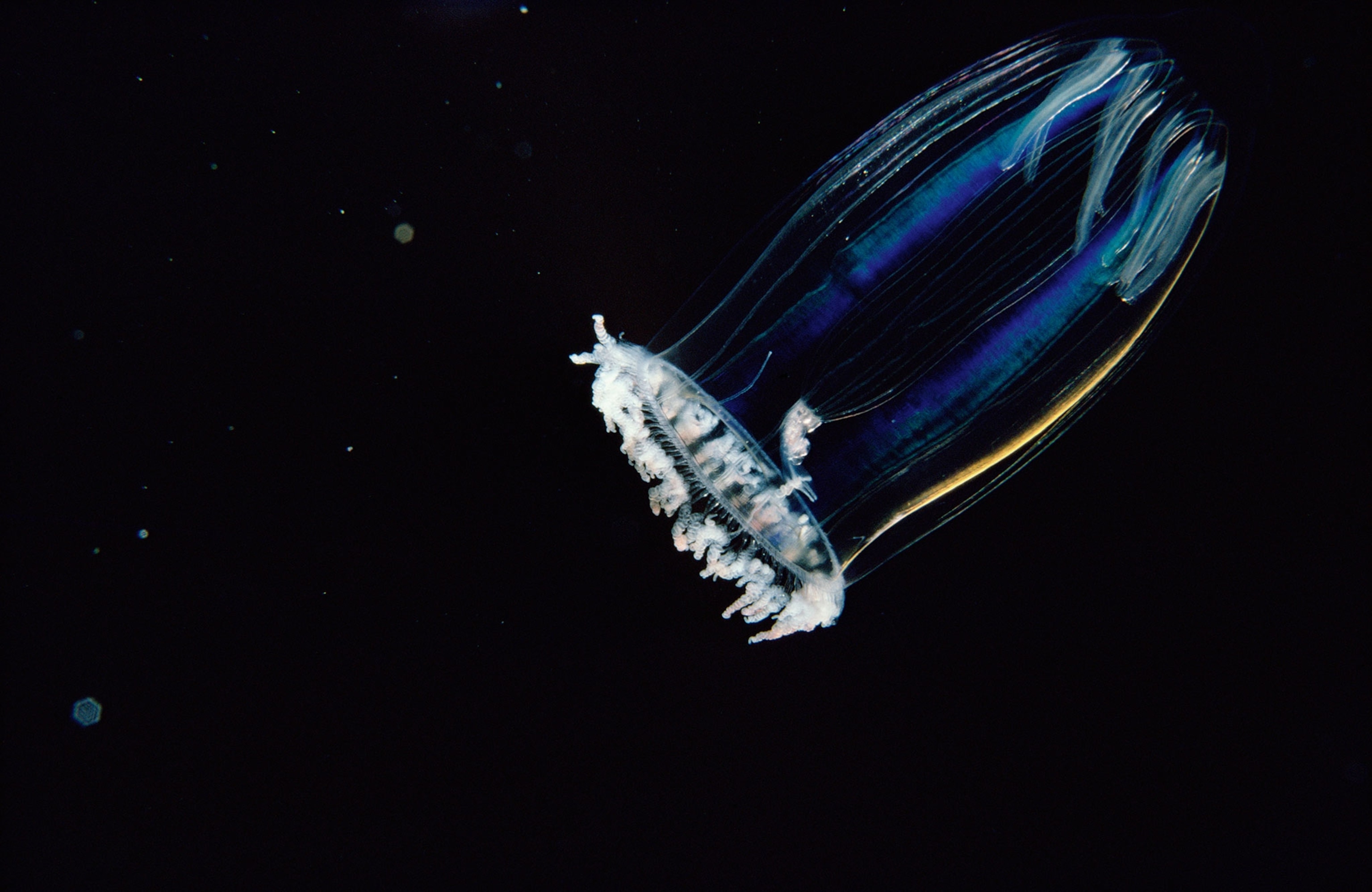 a bioluminescent zooplankton in the ocean