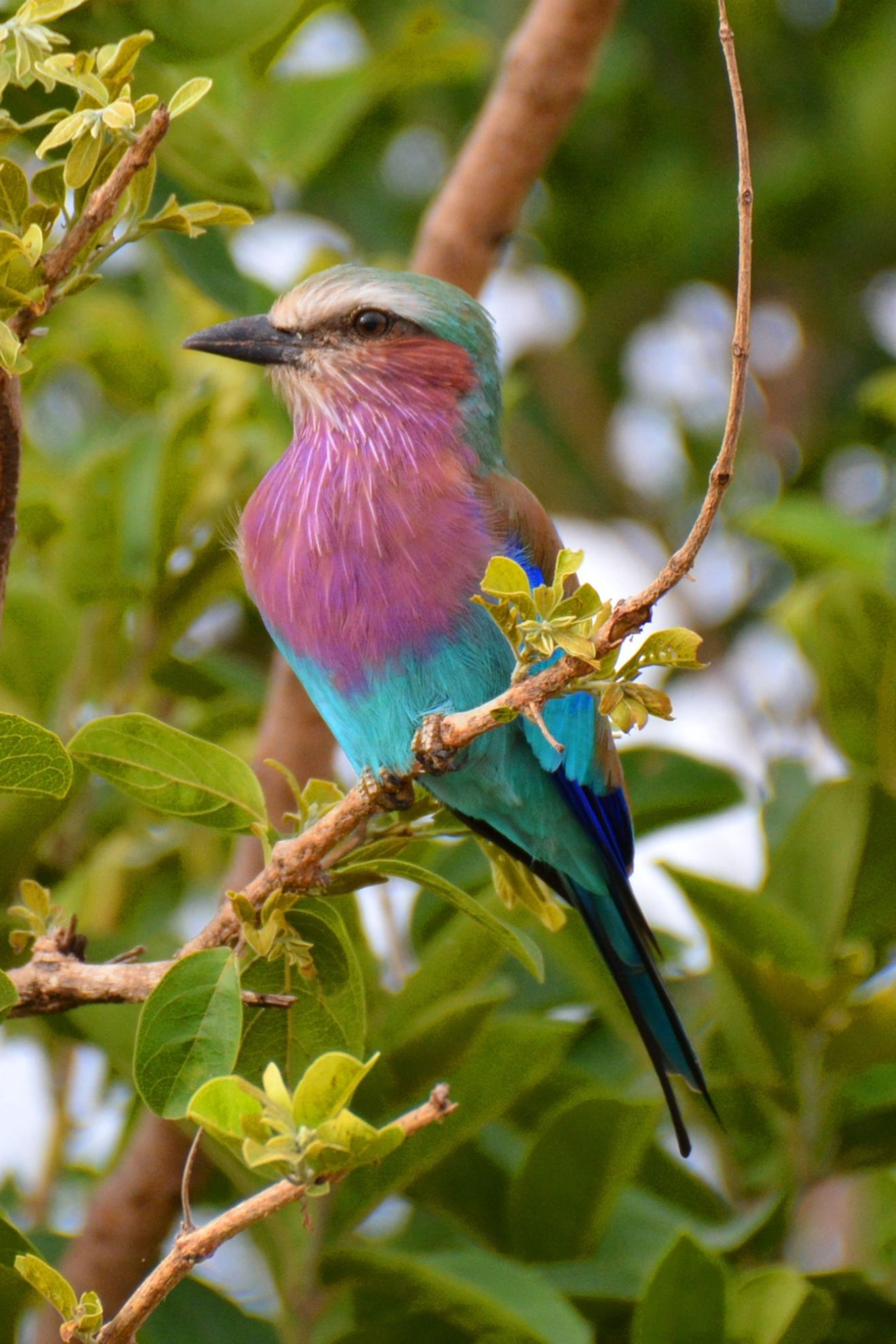 lilac-breasted roller