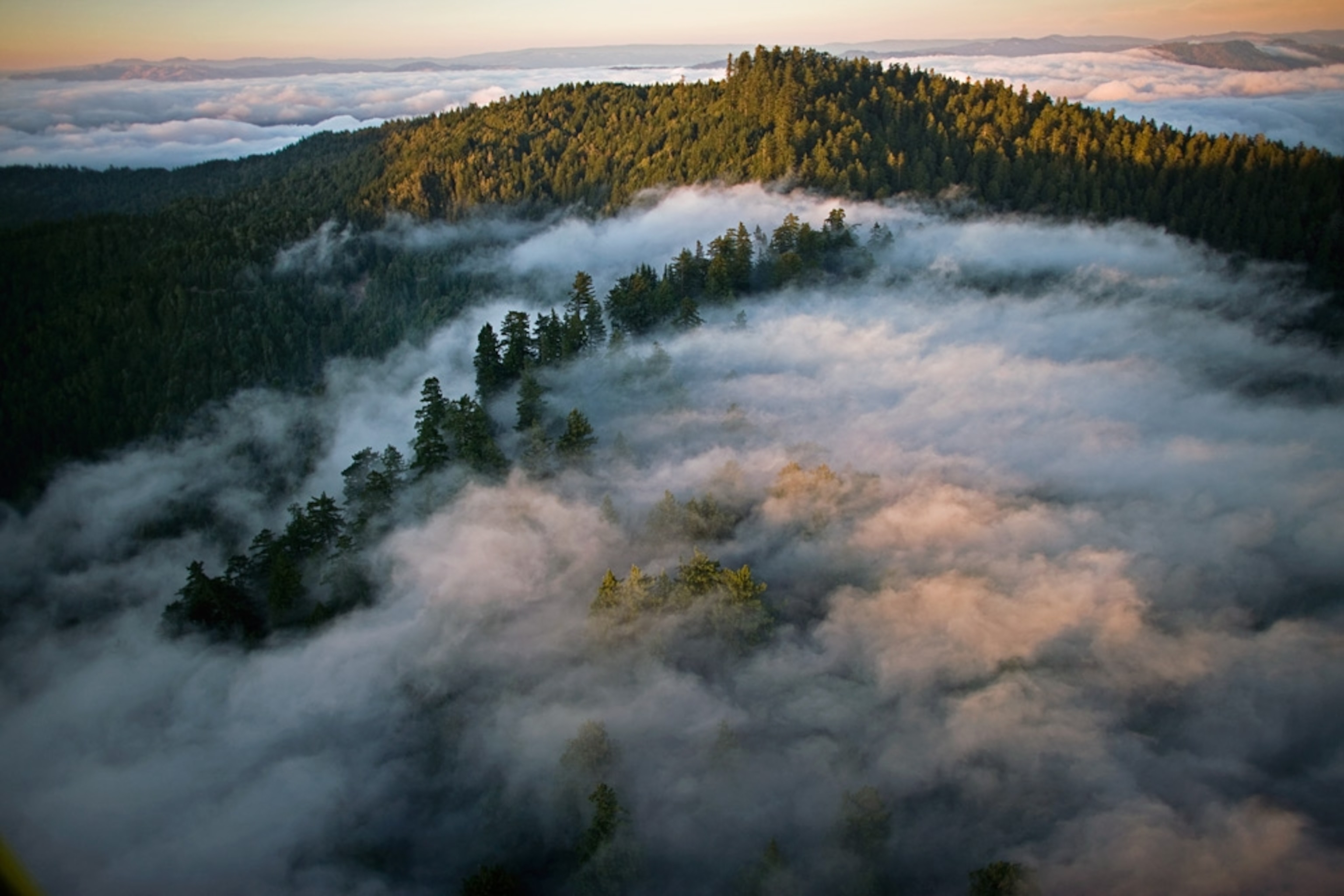Coastal fog covers Humboldt Redwoods State Park.