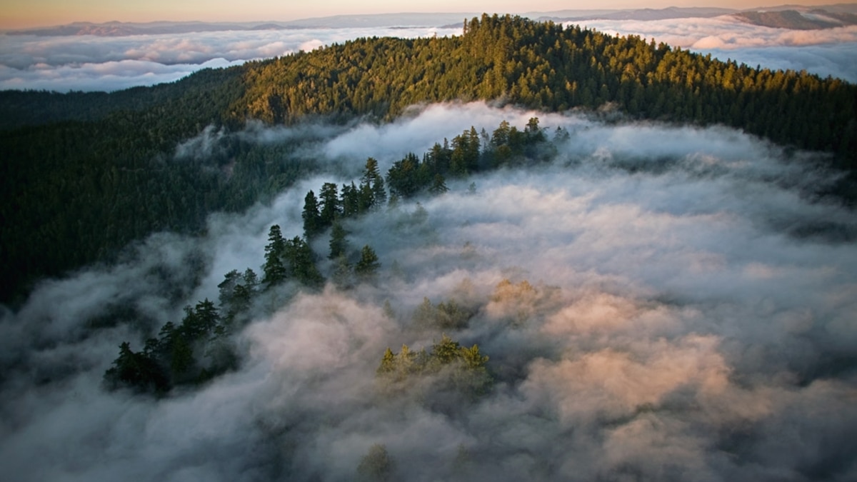 Giant Redwoods May Dry Up; Warming to Blame?