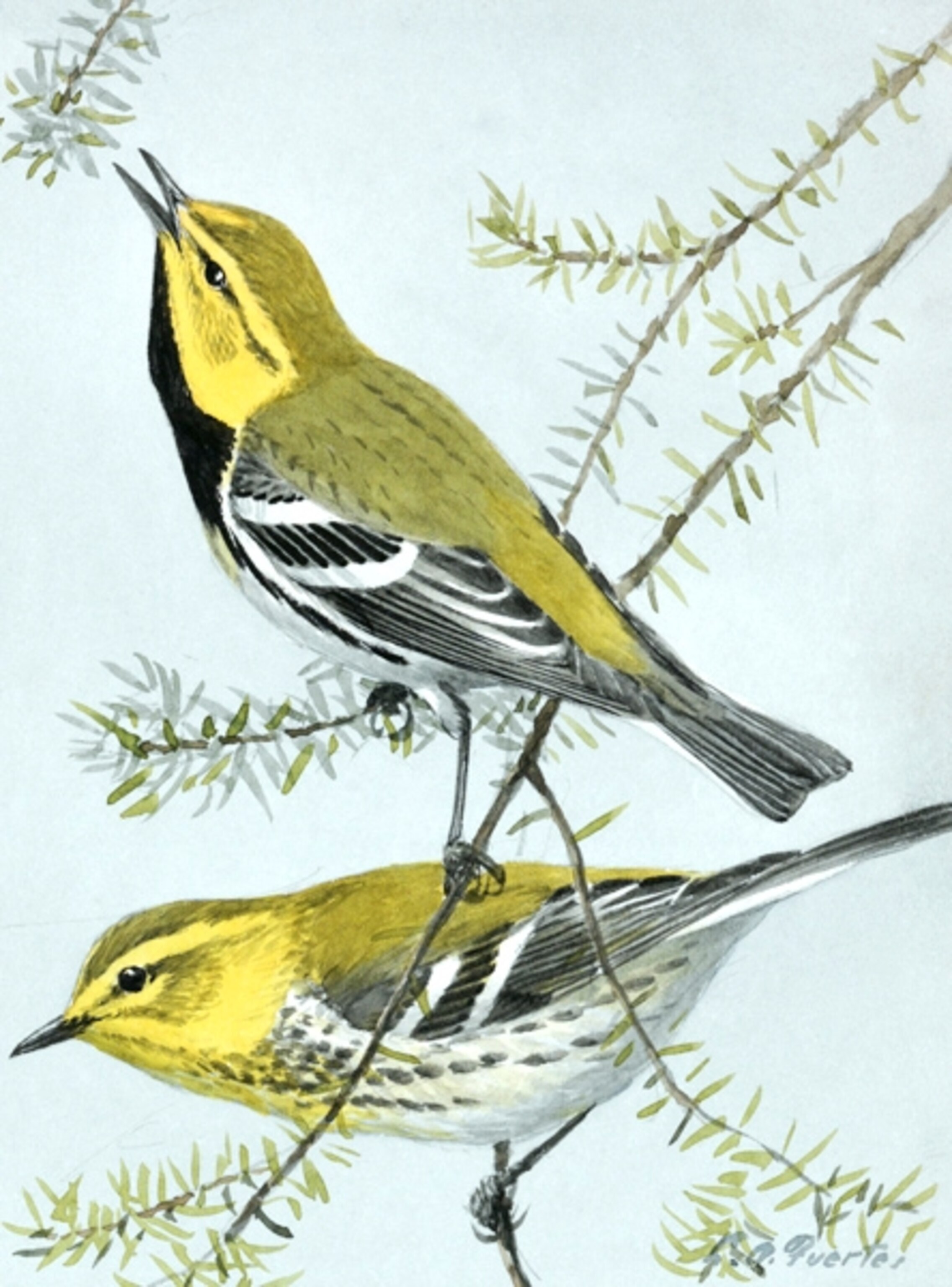 Illustration: Pair of black-throated green warblers