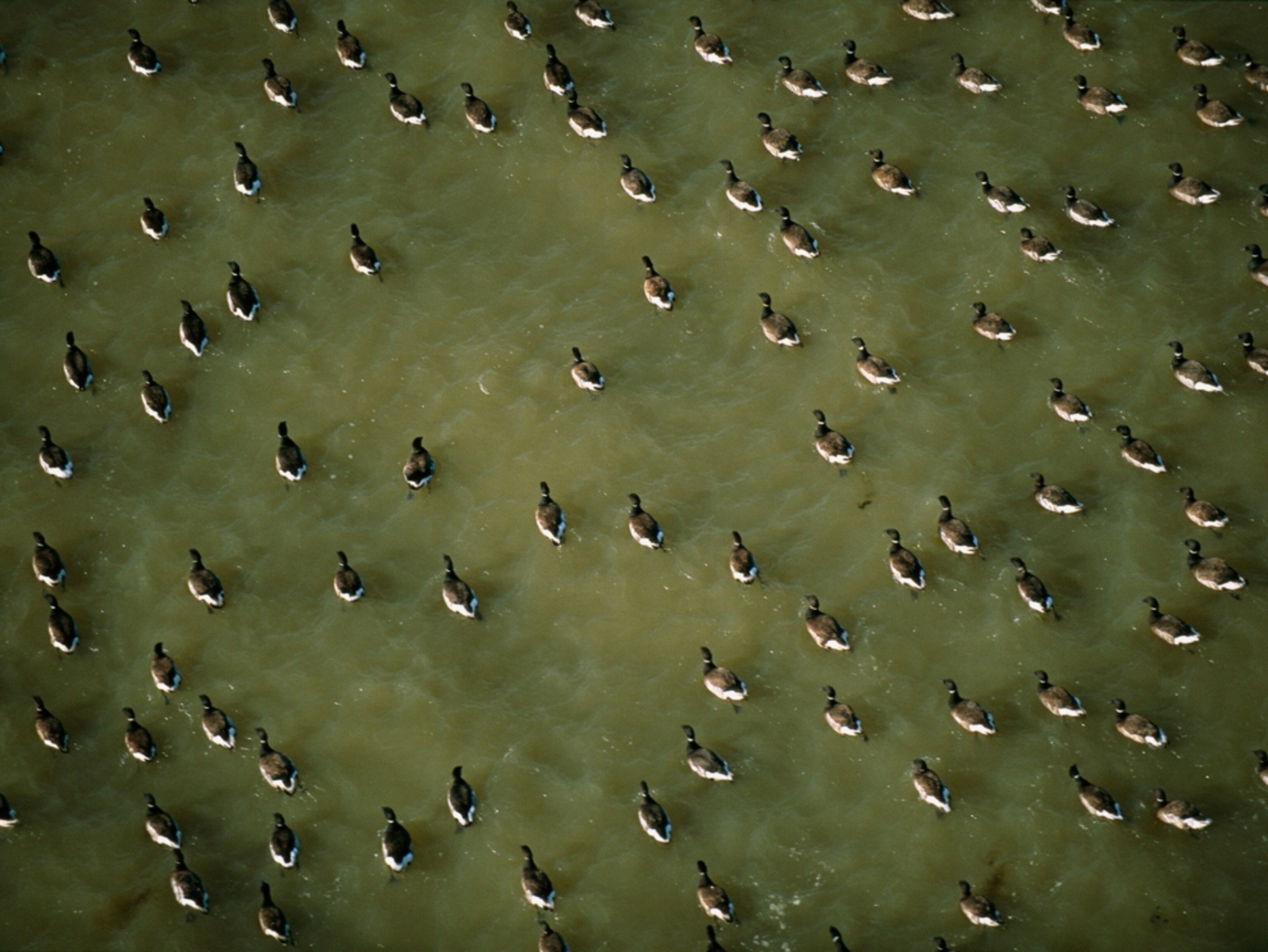 Aerial photo of a flock of Black Brant geese