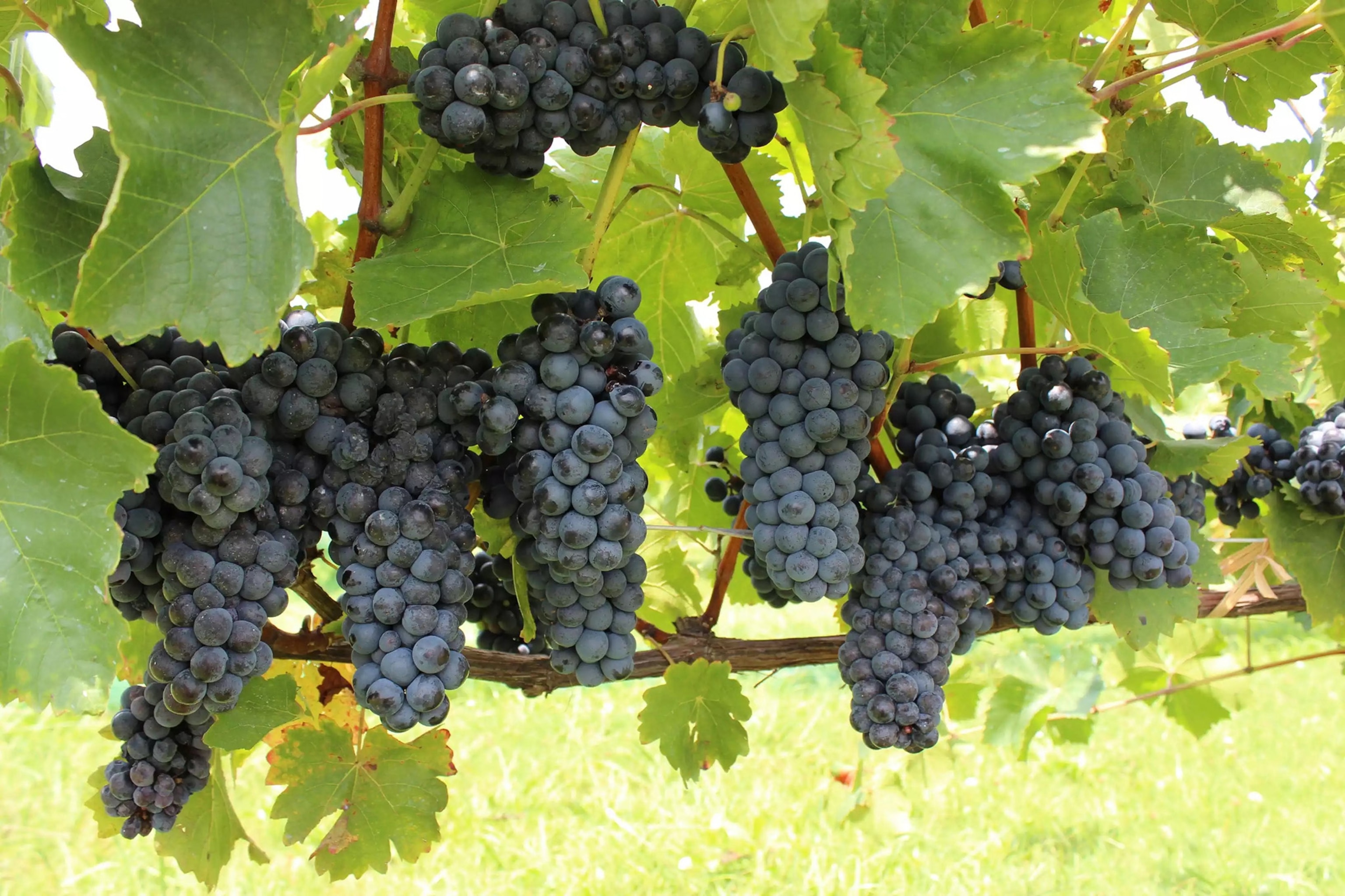 Why Alabama's emerging wine country should be your next road trip