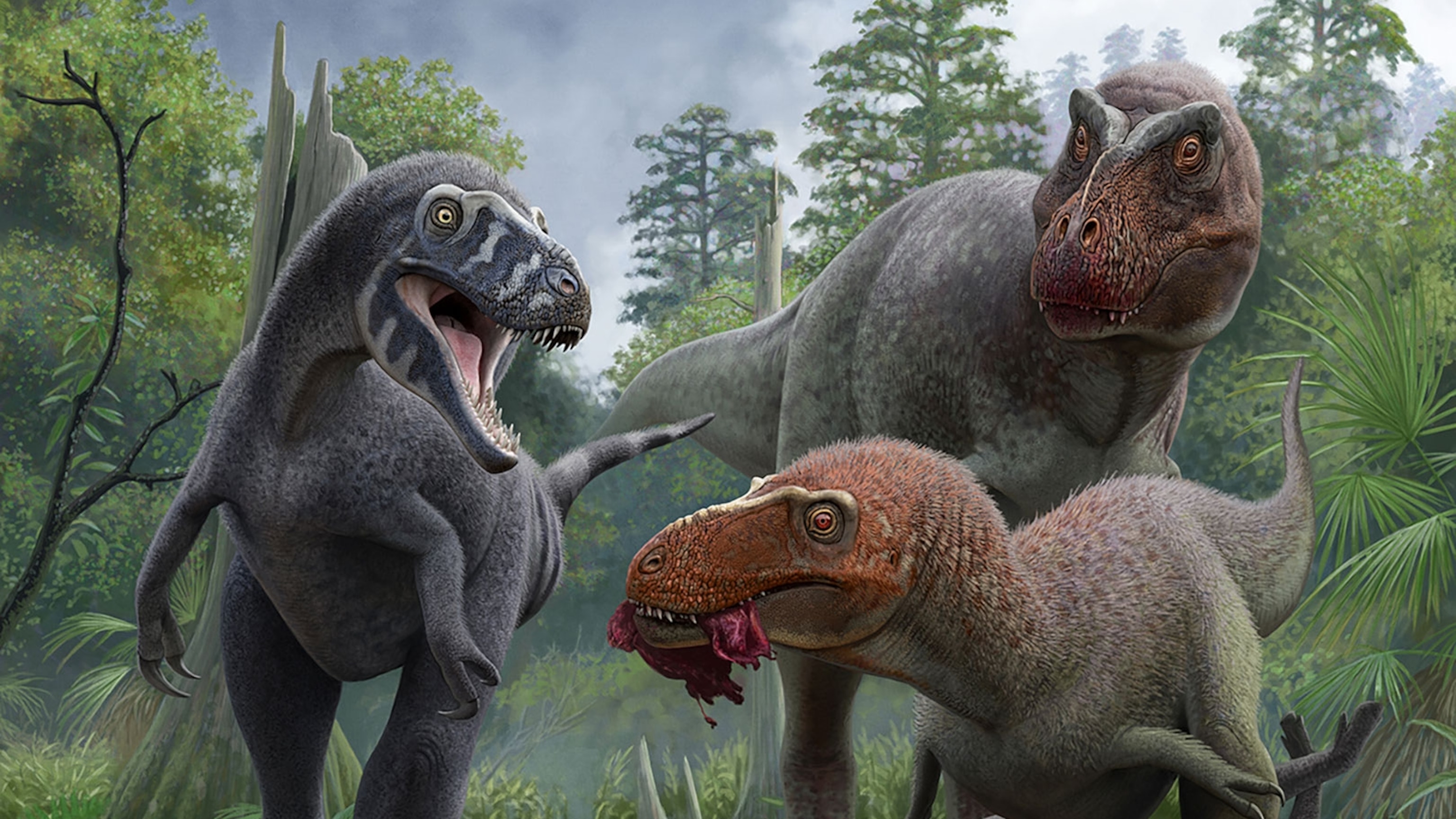 Nanotyrannus likely was a tiny adult dino and not a teen T. rex