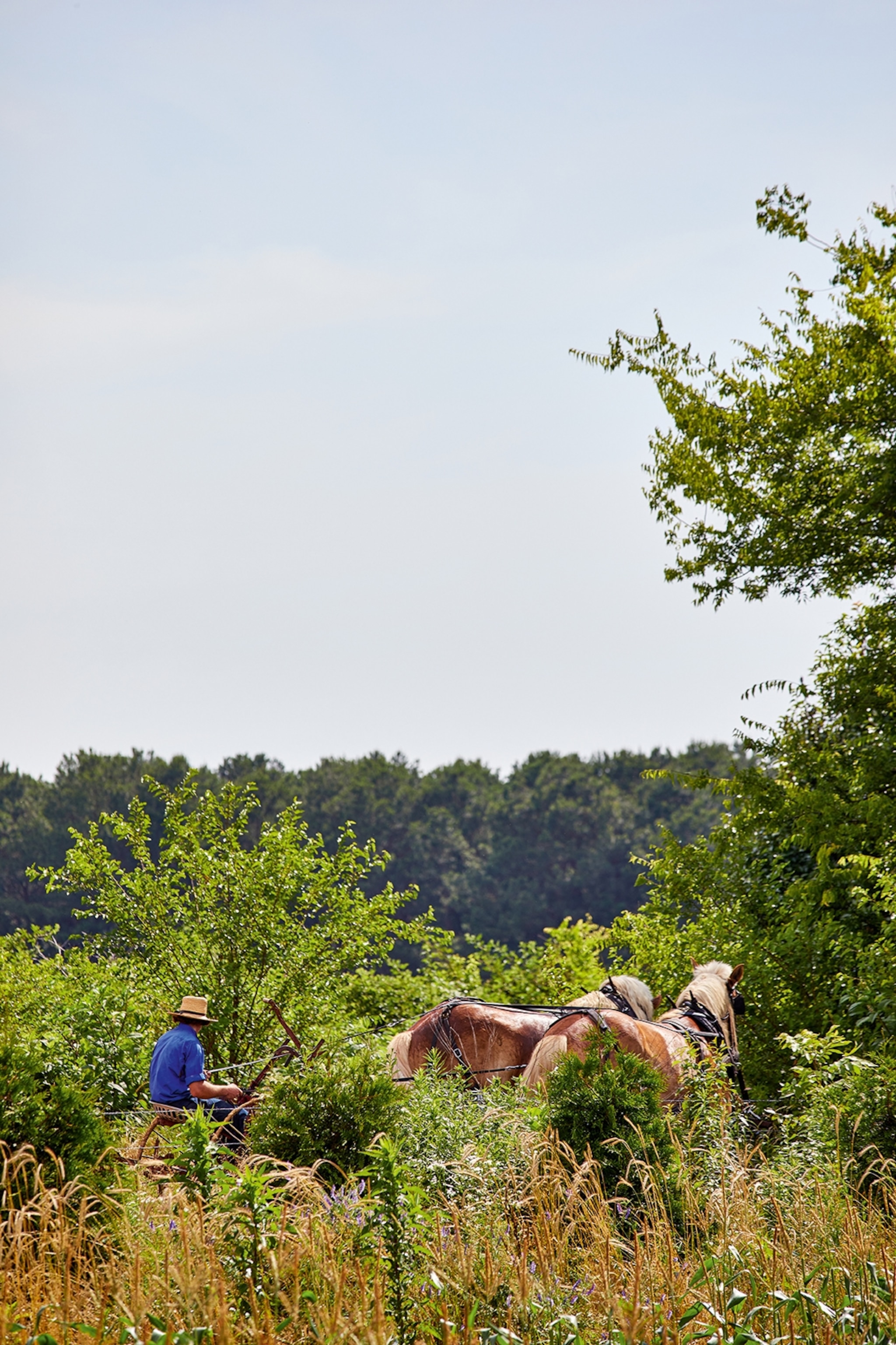 An Amish farmer on horse-drawn buggy driving through thick bushes and greenery.