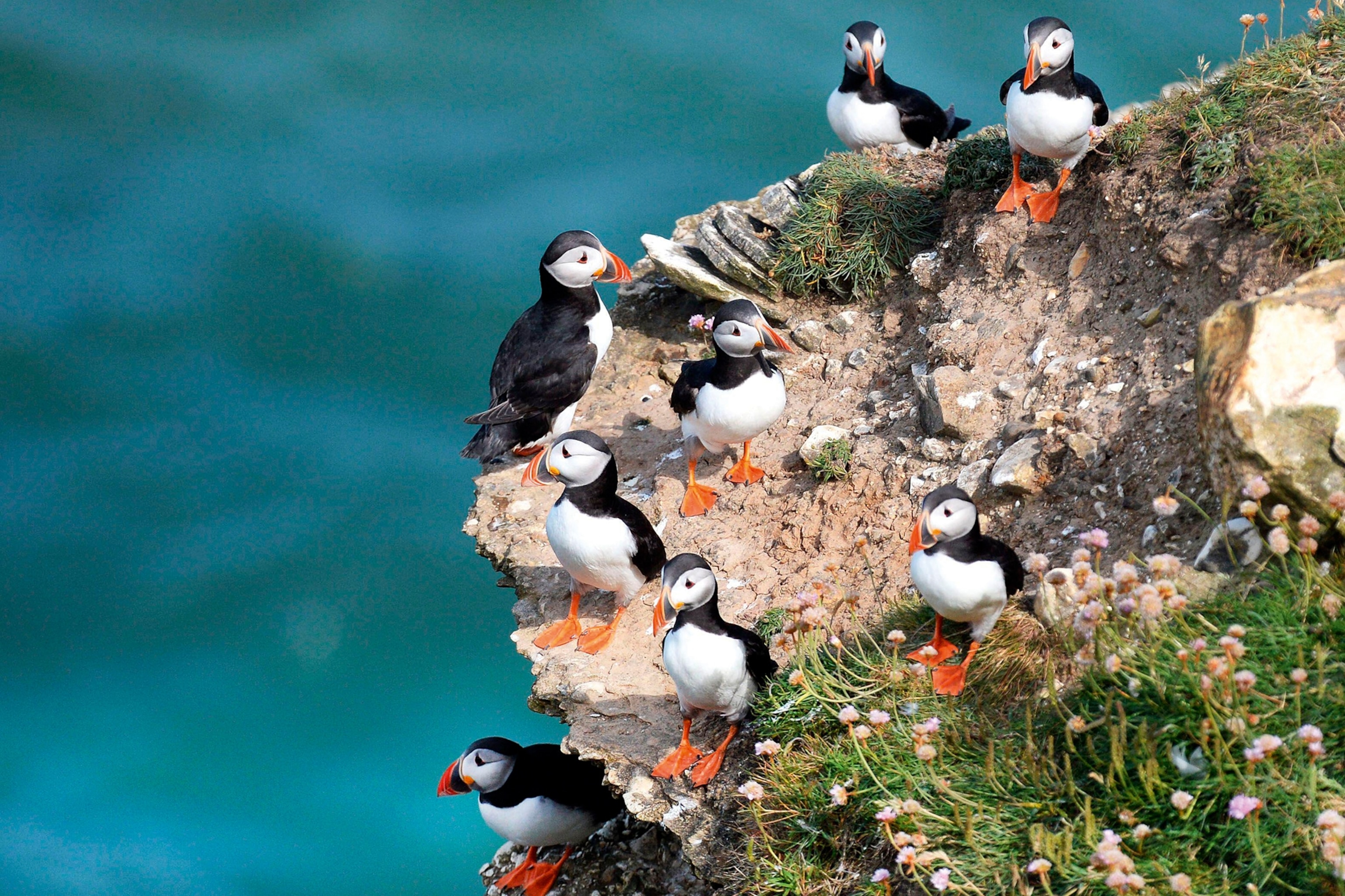 A group of puffin birds resting on a rocky cliff with chive wildflowers and the sea in the background.