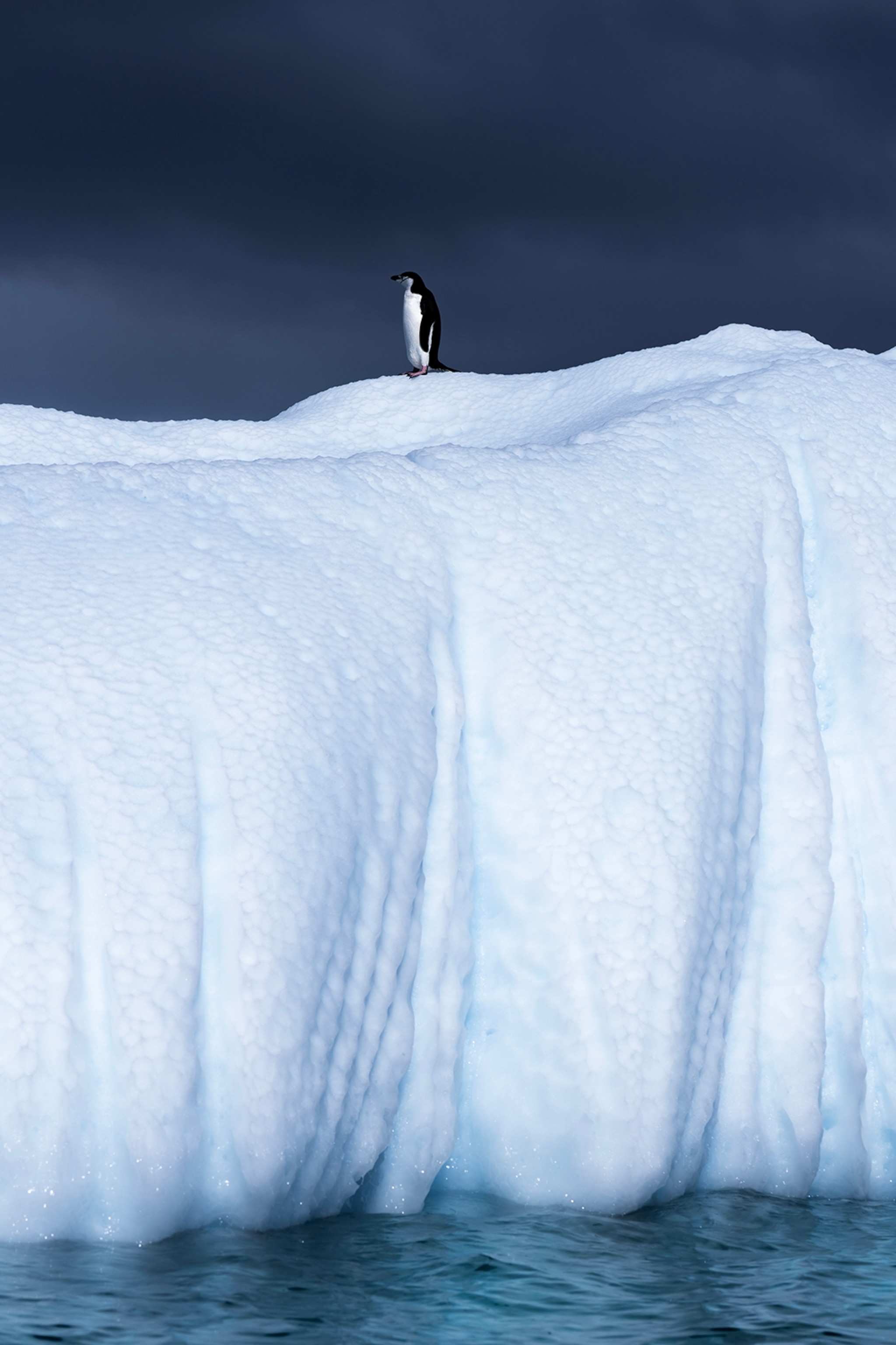 A single penguin on the edge of an ice cliff.