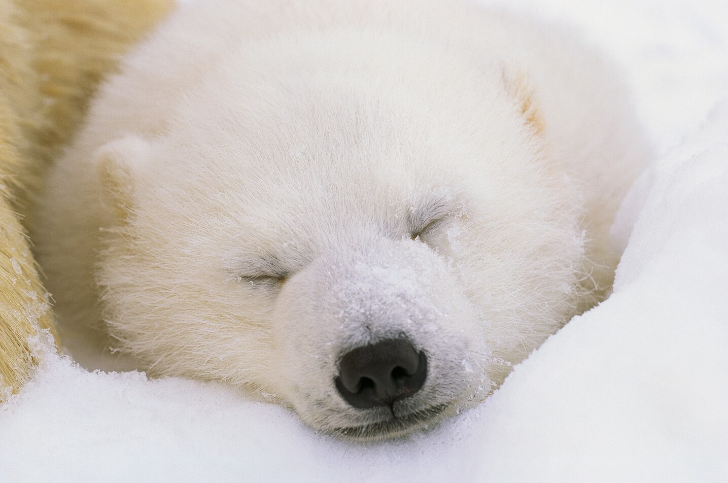 040502-rosing-polarbear-godfather-01.jpg