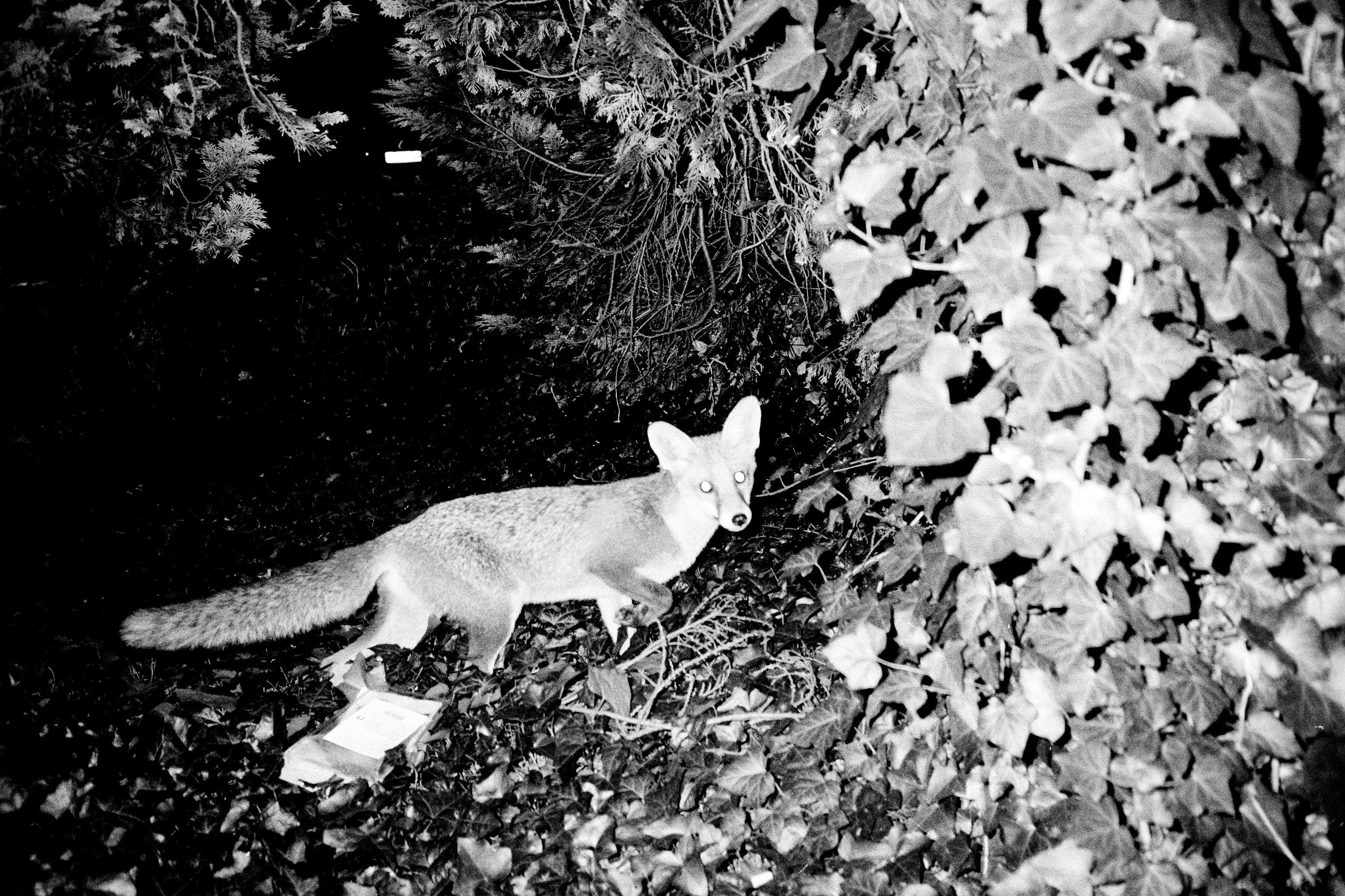 Foxes might be attracted to mild city climates, where they can find a lot of food.