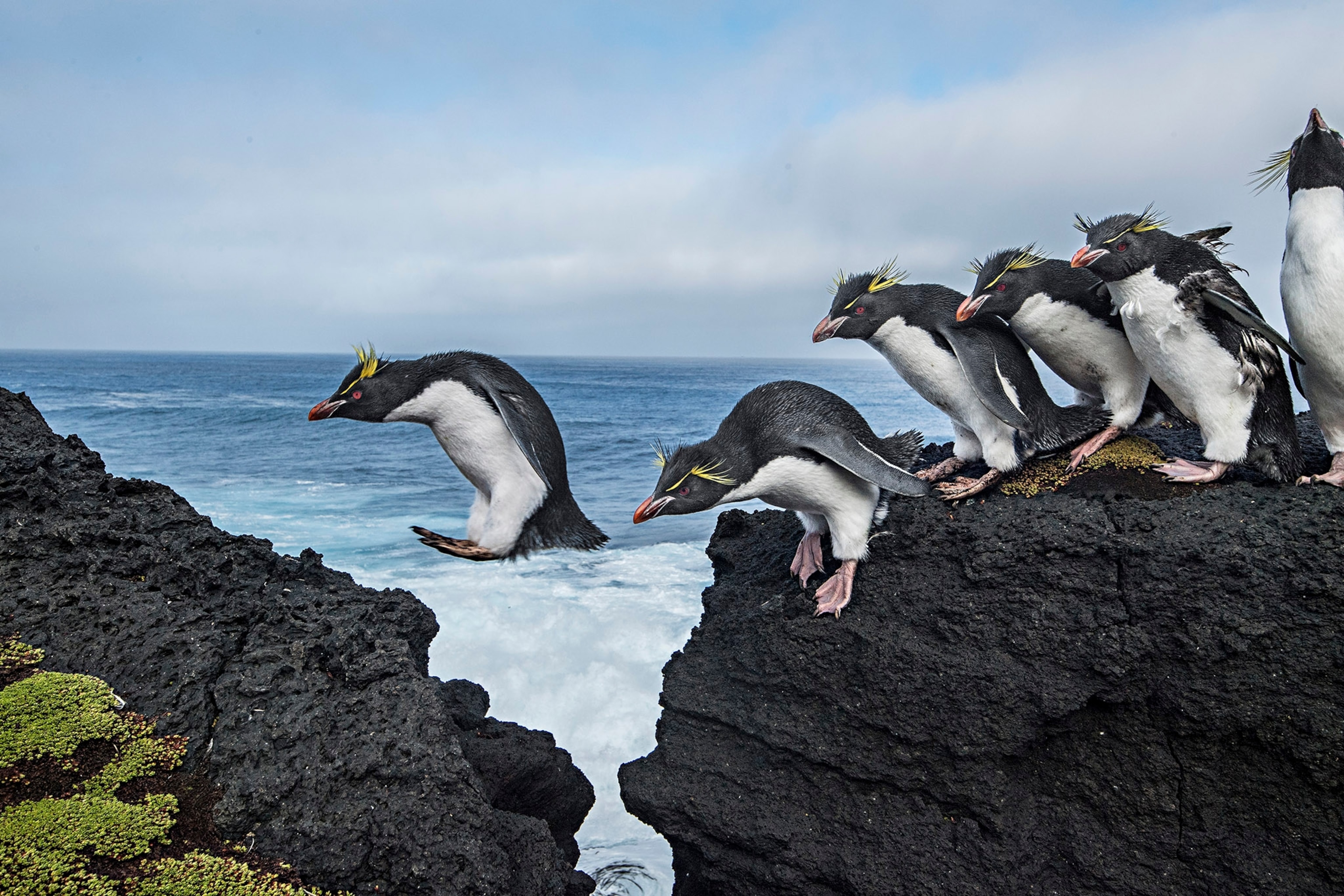 Several black-and-white penguins jump off a cliff.