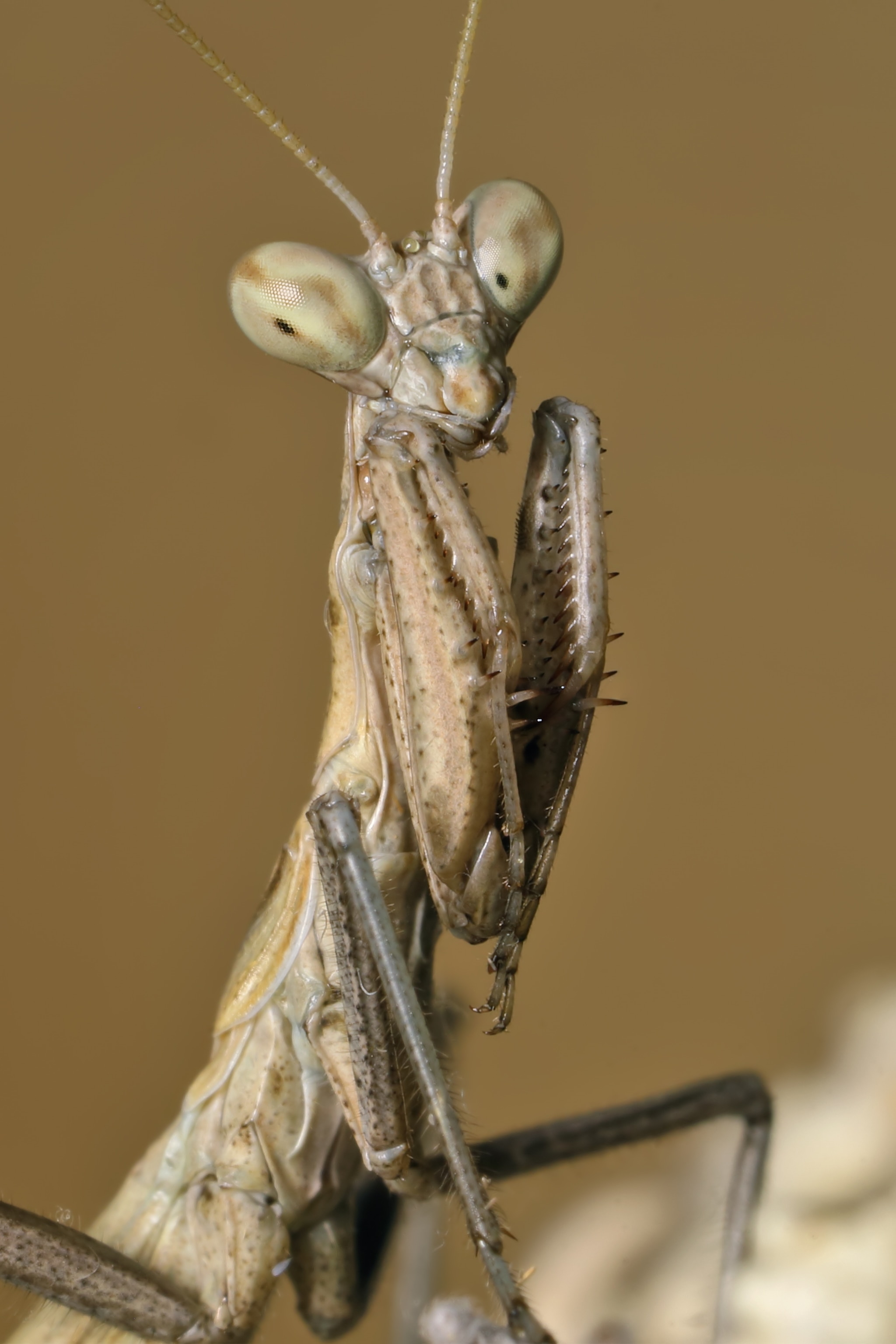 A mantis on a brown background close up.