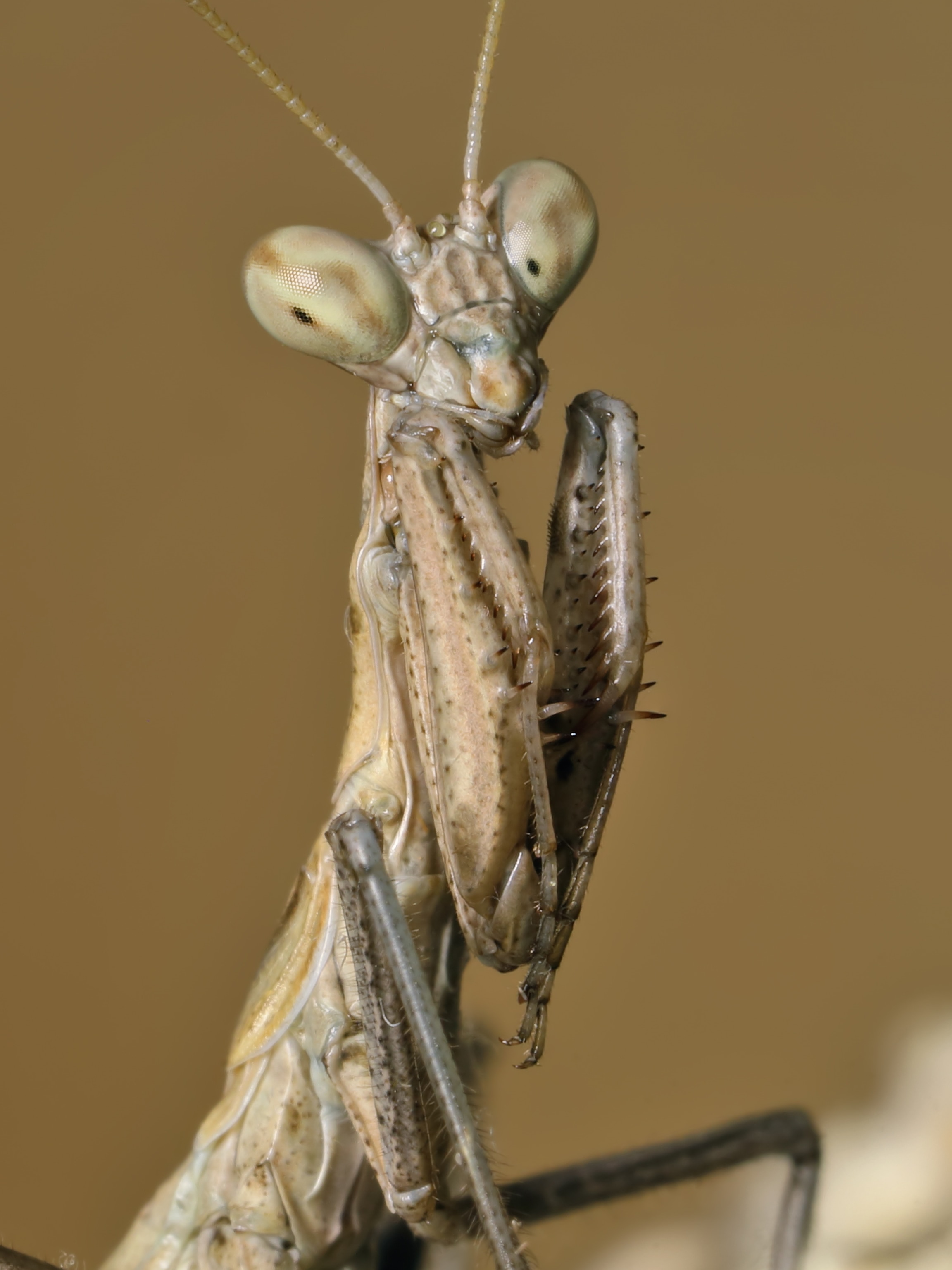 New Species of Water Bear, or Tardigrade, Found in Japan Parking
