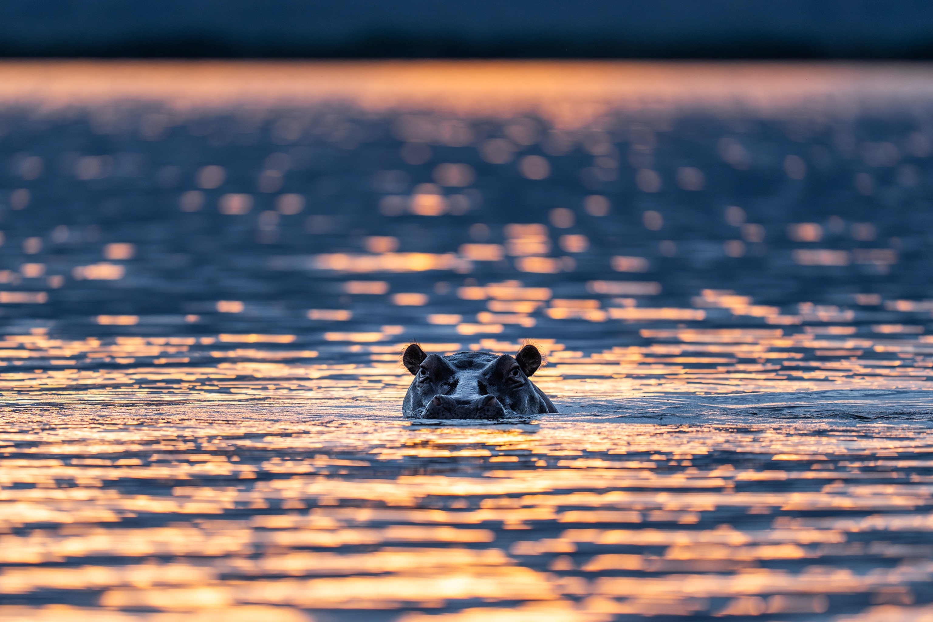 A hippo pokes its head above the water during sunrise in Akagera National Park.