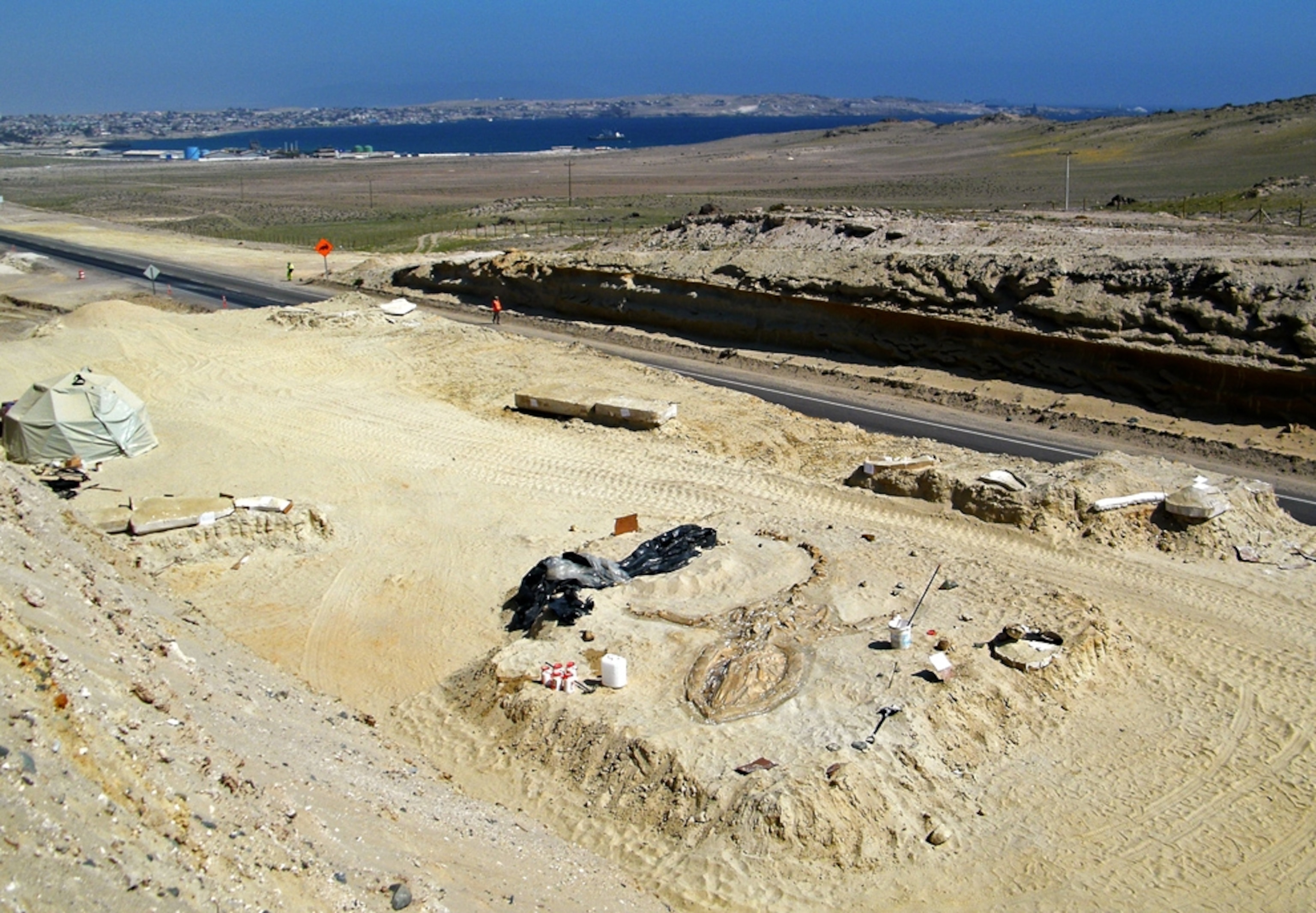 Whale picture: fossil found in prehistoric 'graveyard' in Chile