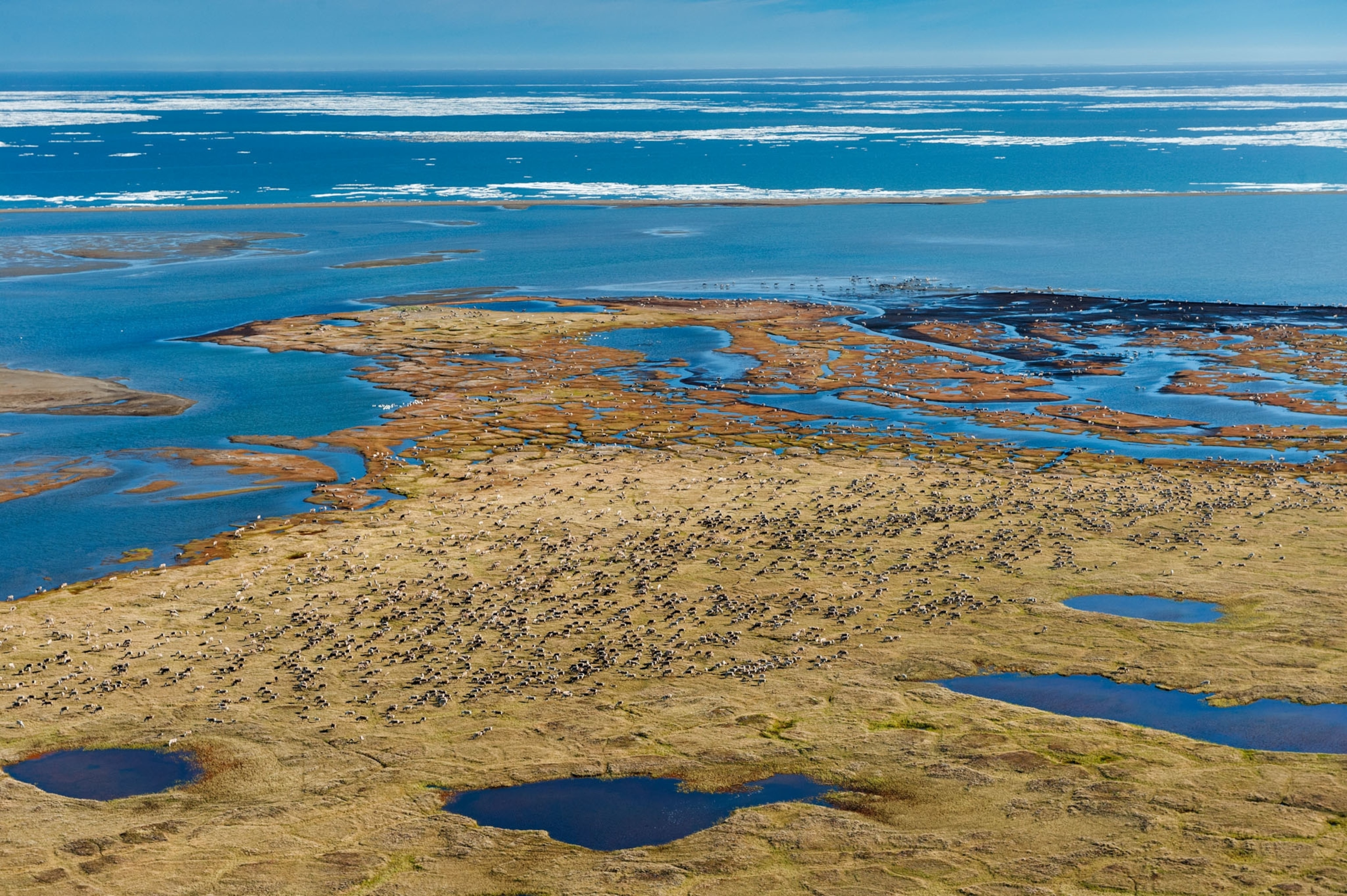 an aerial view of a coastal plain filled with caribous migrating
