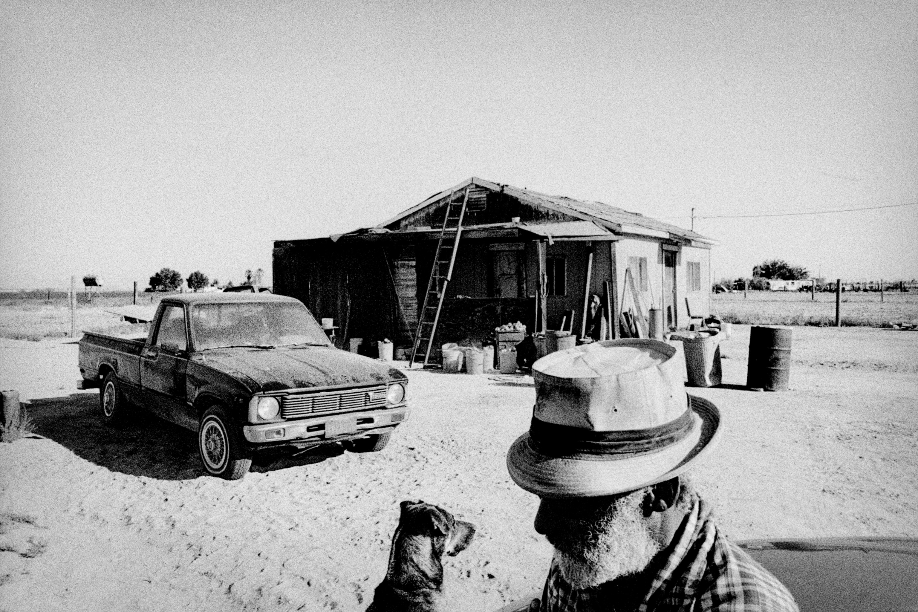 Sheep in melon field.  Firebaugh, California. 1995.