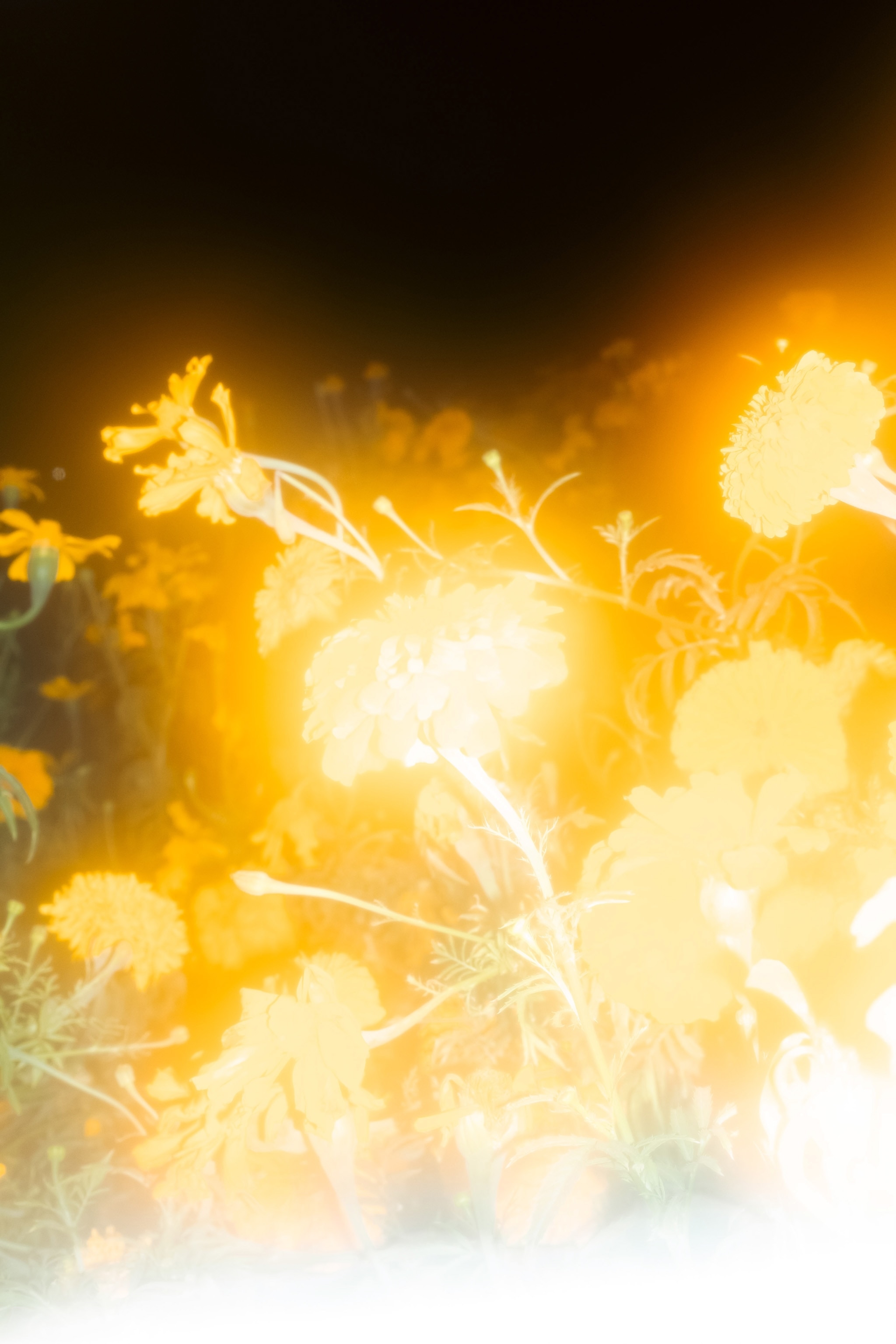 Bright yellow cempasúchil flowers glow in the morning sunlight in San Pedro Cholula, Puebla, Mexico.