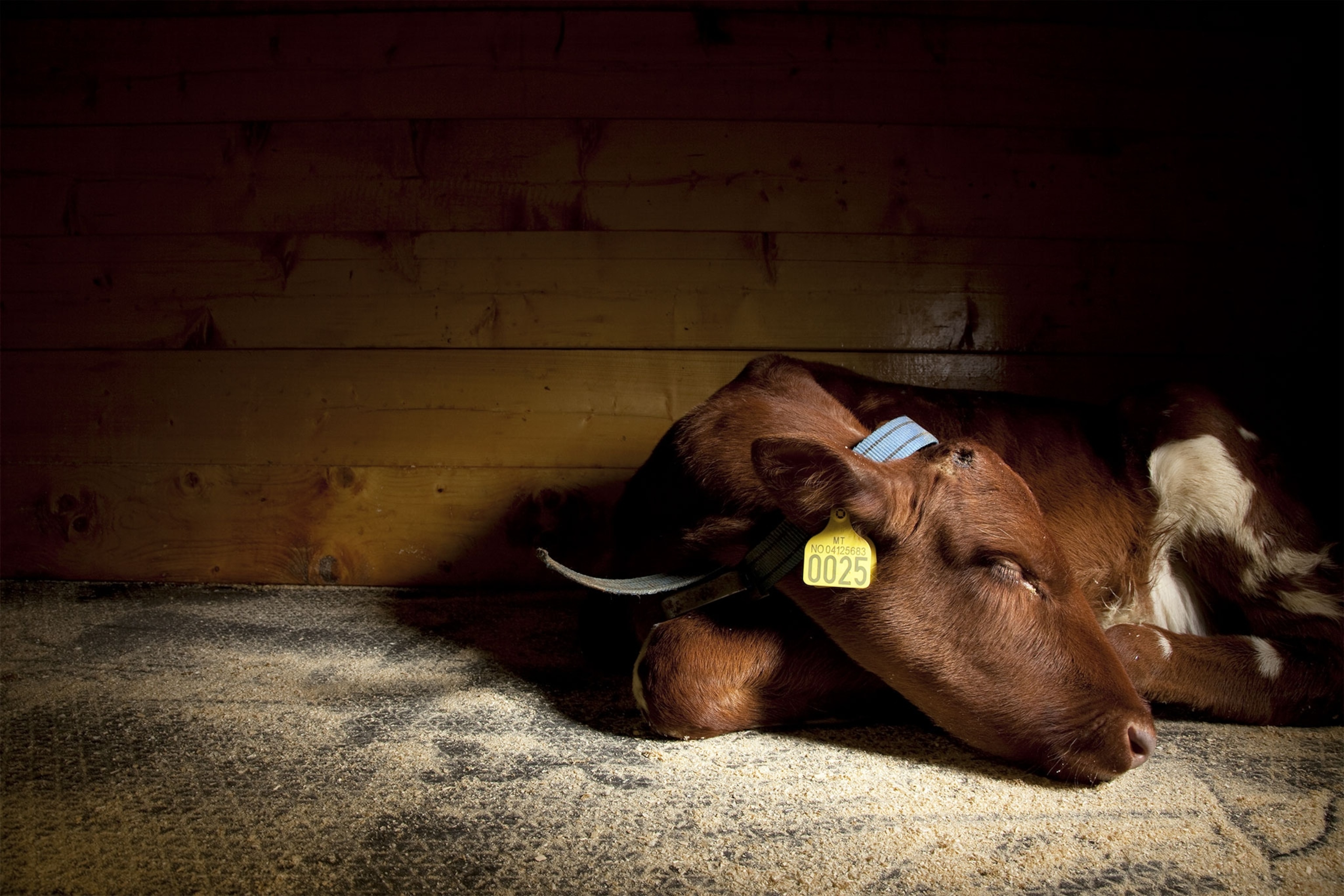 Do Big Animals Always Sleep Standing Up?