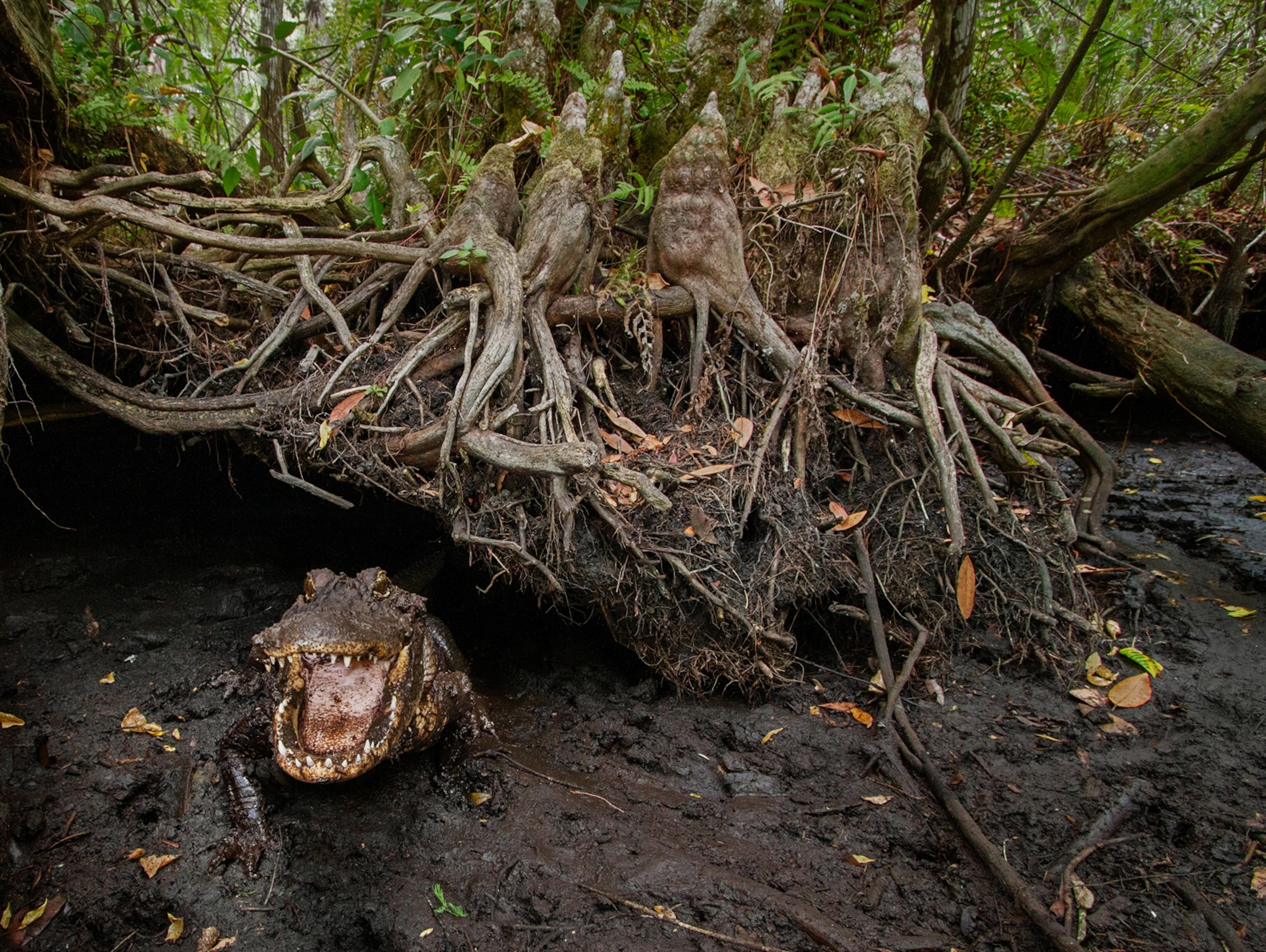An alligator opens its mouth as it sits in mud