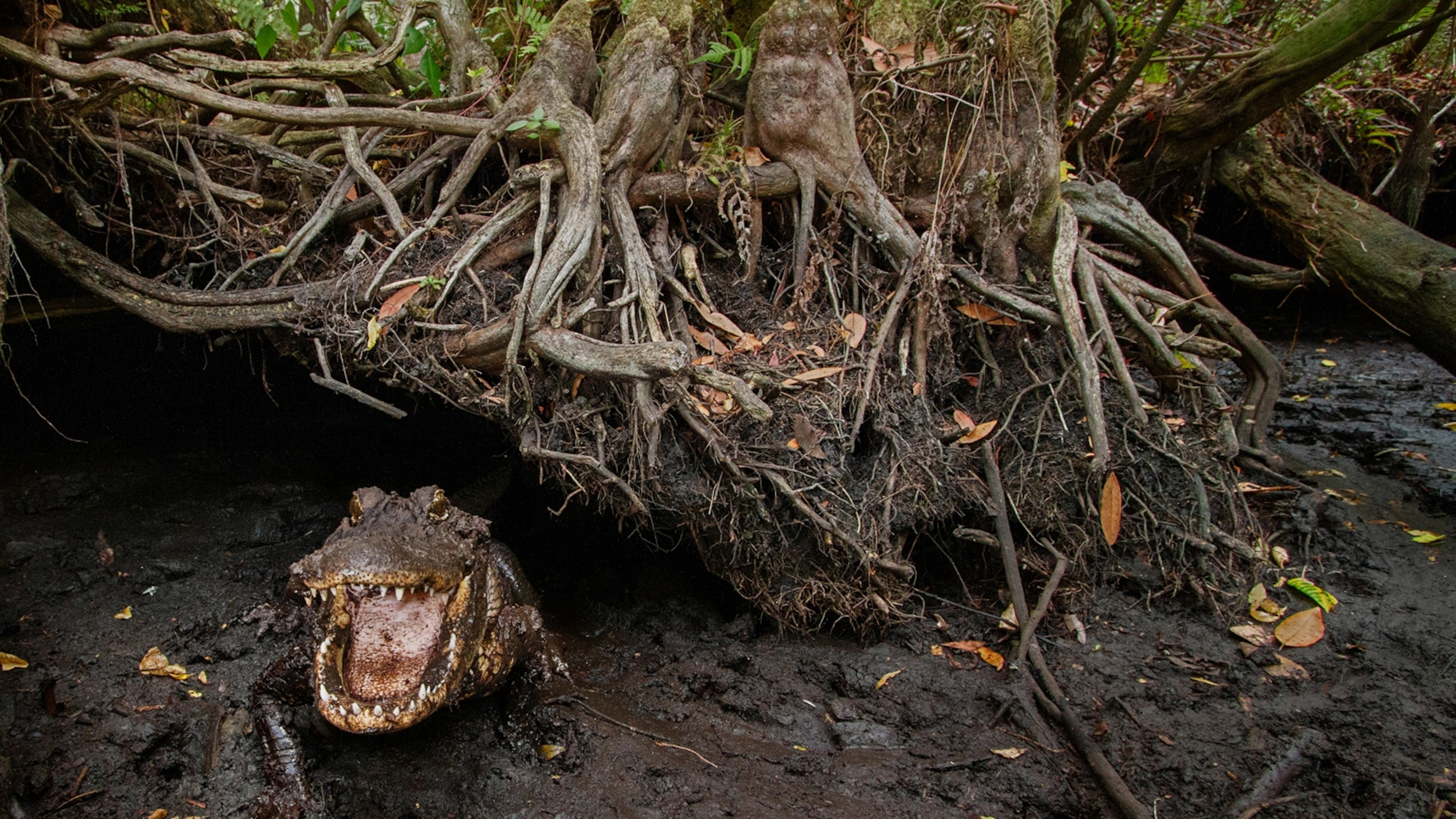 Step into Florida’s Mystery Forests of Cypress Domes