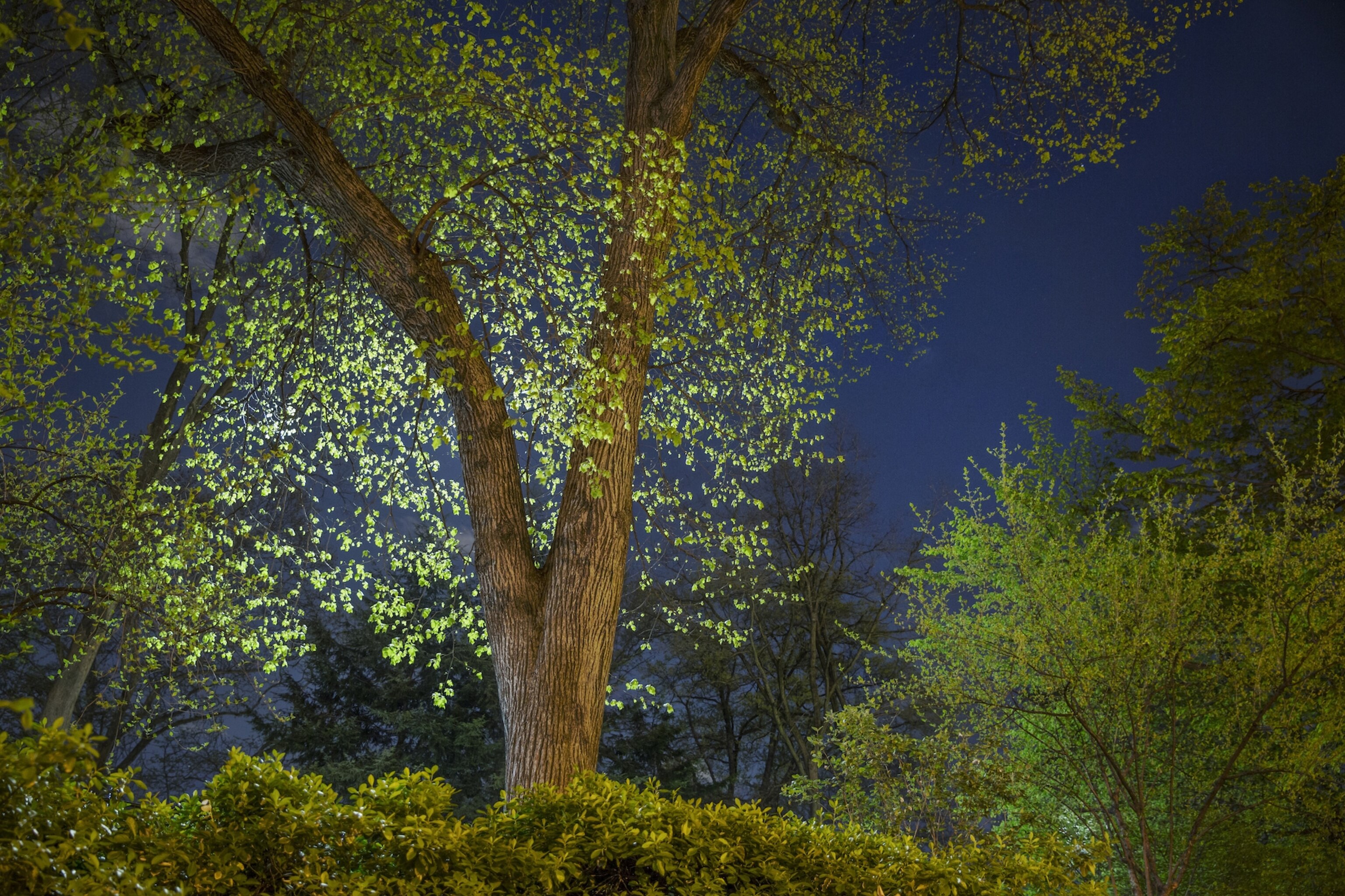 New York City trees at night