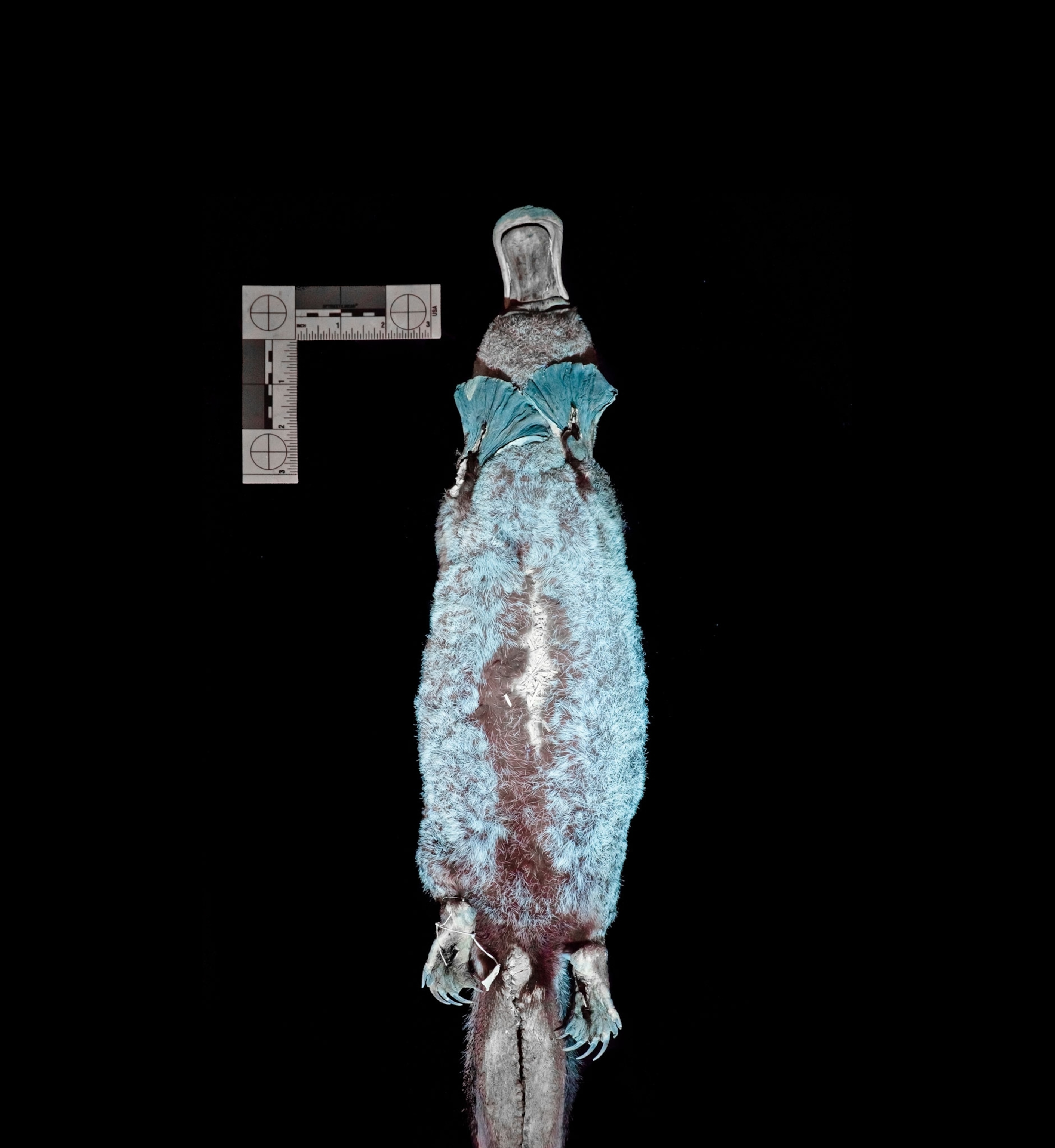 a platypus under UV light making it have a blue glow