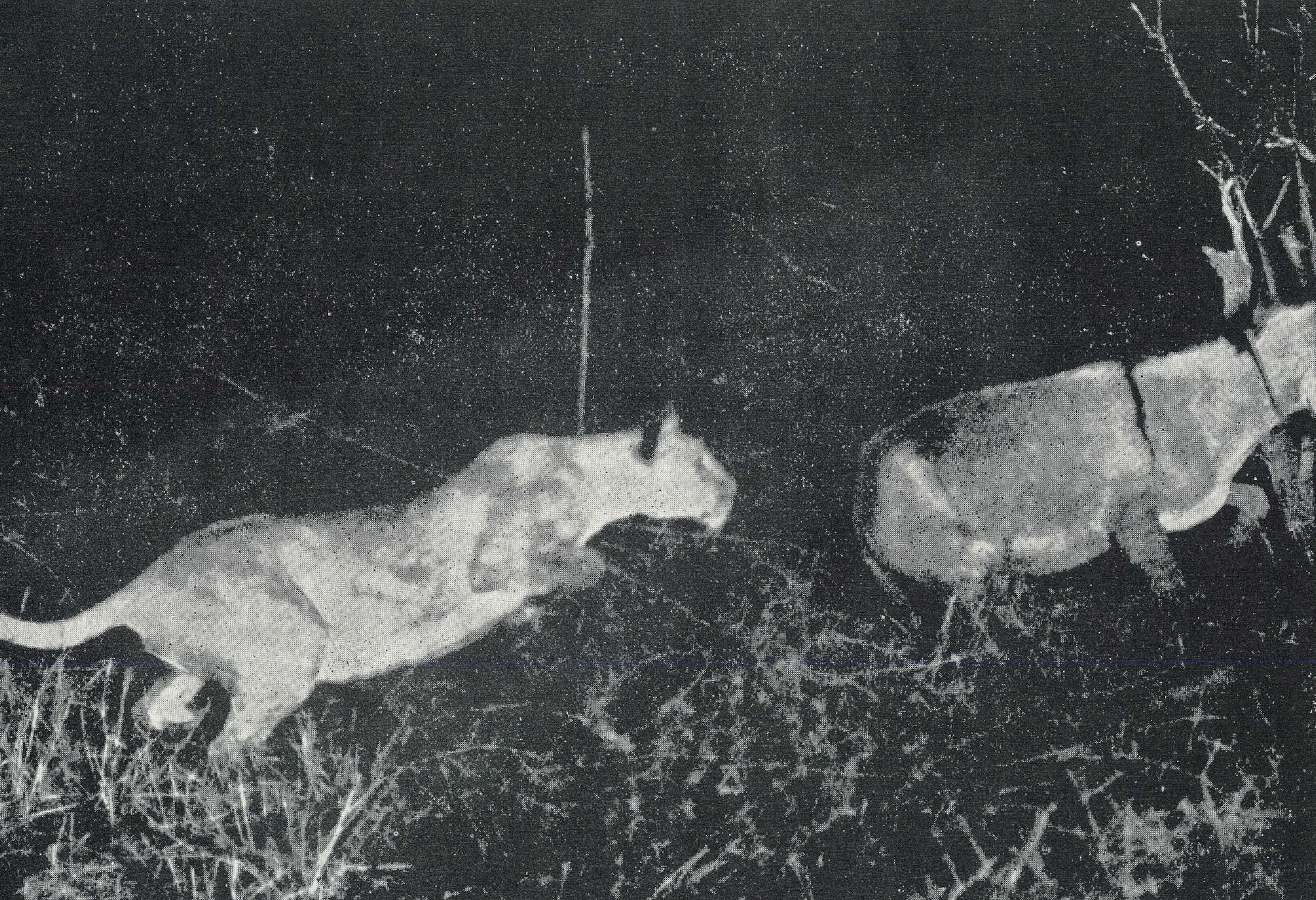 A lioness pounces at an animal