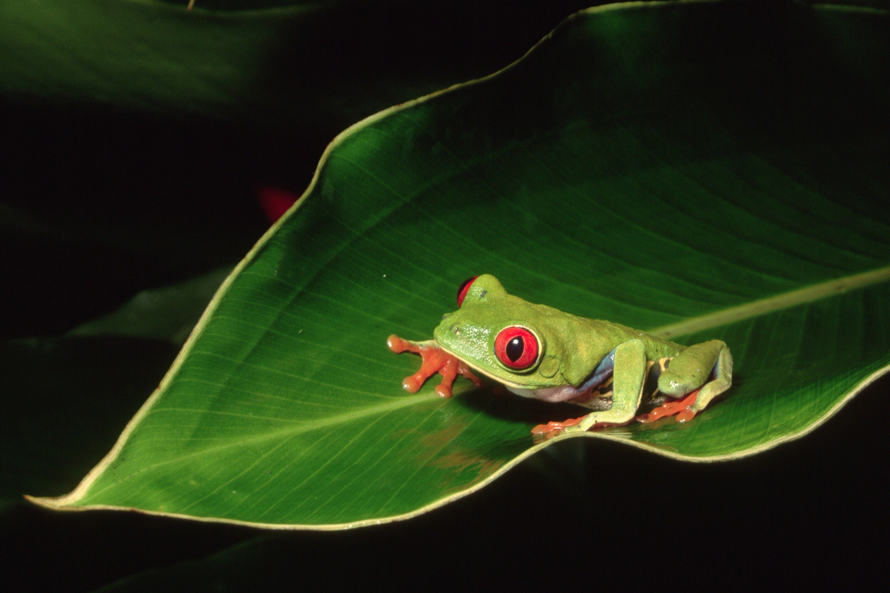 Frog perching on a leaf in Tortuguero National Park.
