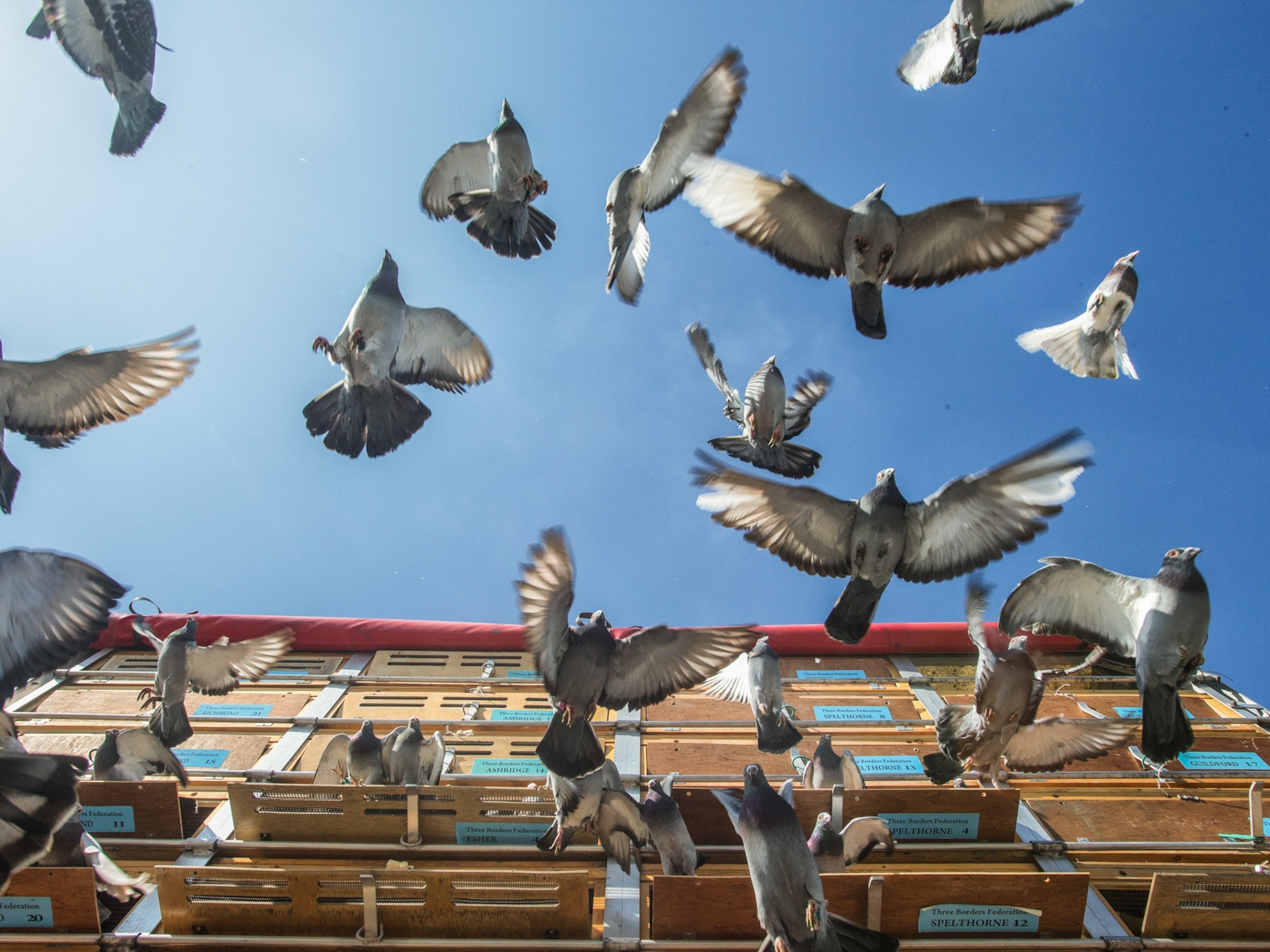 Bird pesticide Avitrol is legal, but recent deaths are stoking controversy