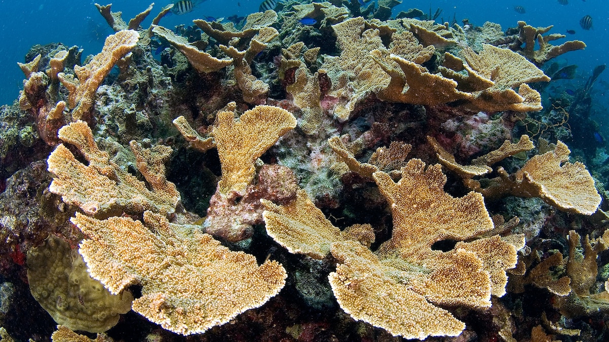 Photos Coral Species Proposed for Protections