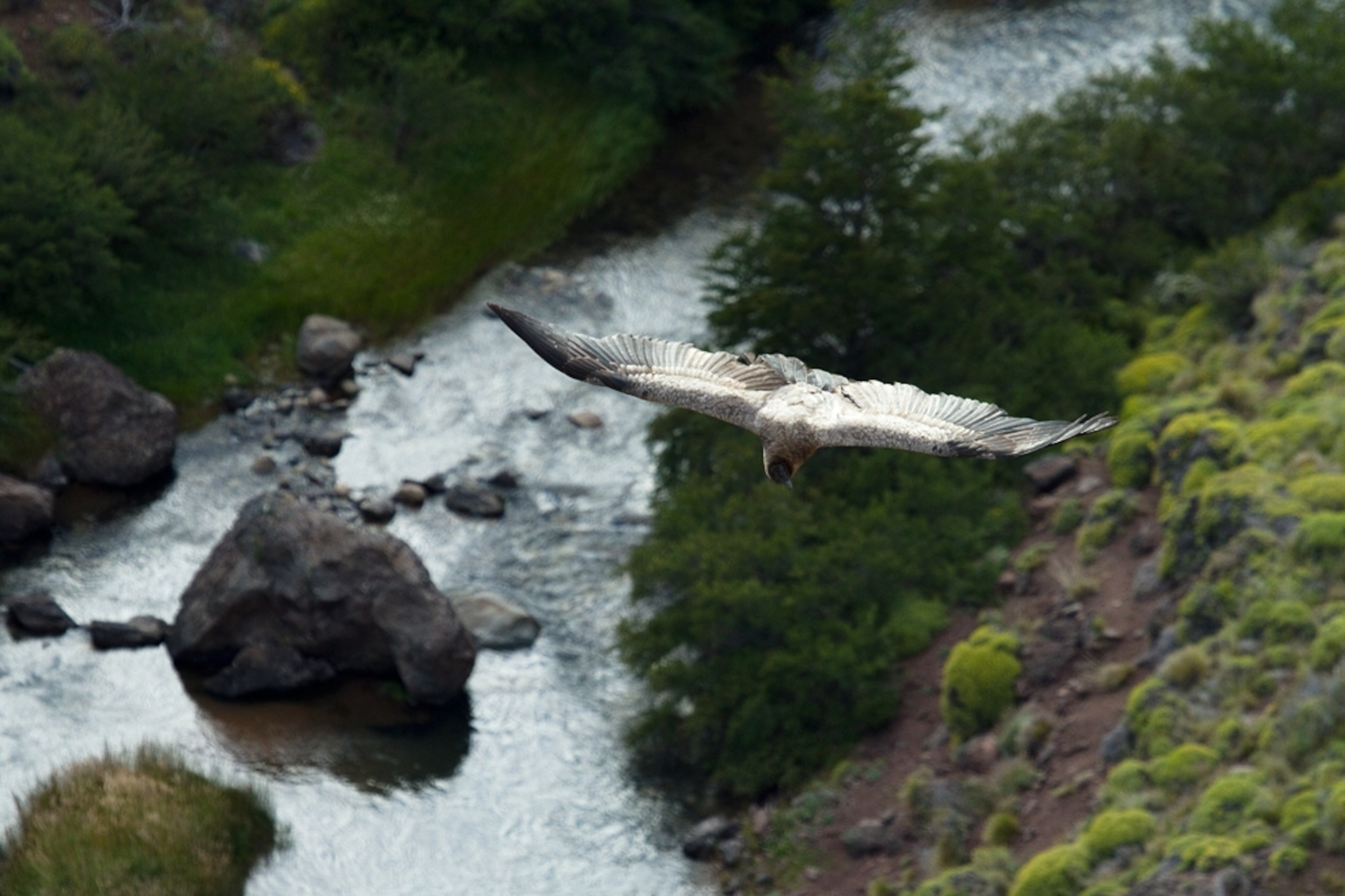 An Andean condor glides above a wild river