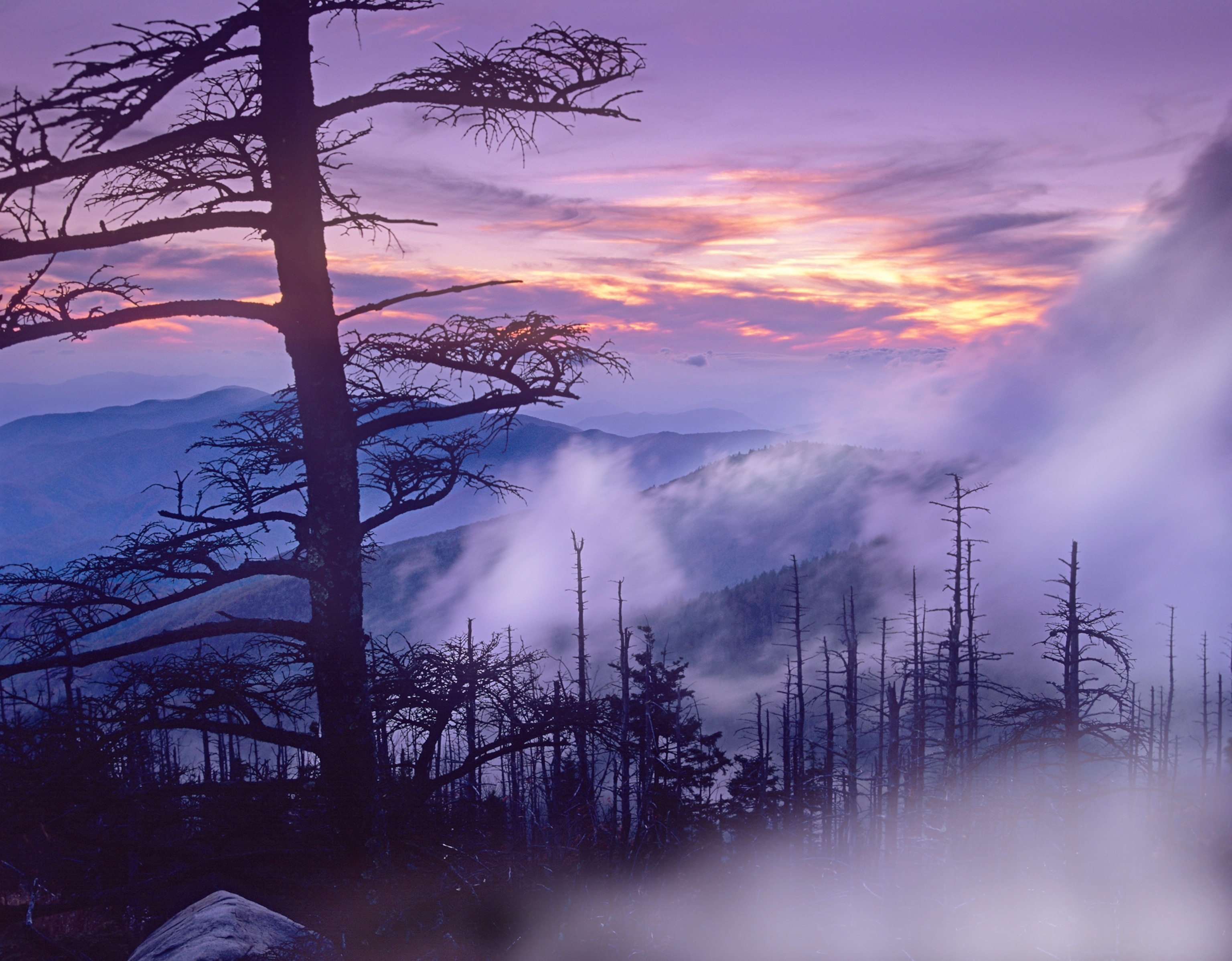 Rolling fog on Clingman's Dome, Great Smoky Mountains National Park, Tennessee