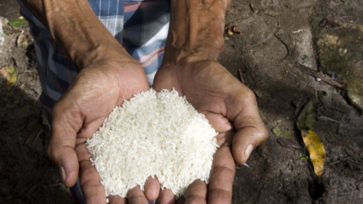 Can a Rice Revolution Really Feed 9 Billion People? | National Geographic