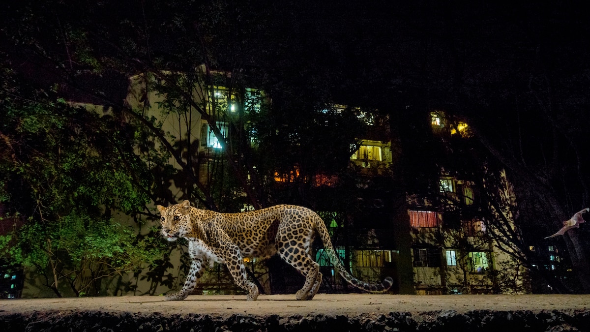 Learning to Live With Leopards