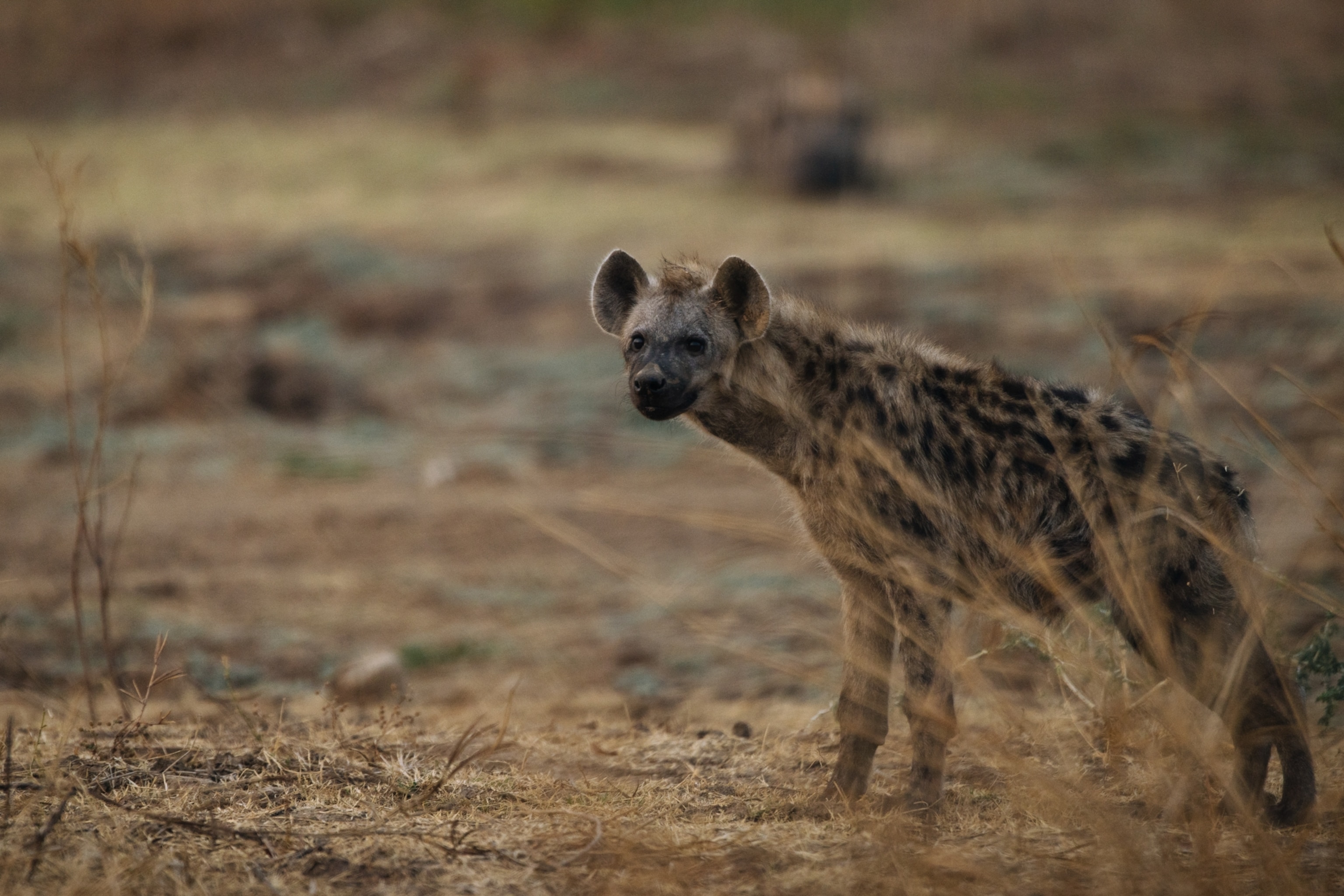 A spotted animal peaks from behind the bush.