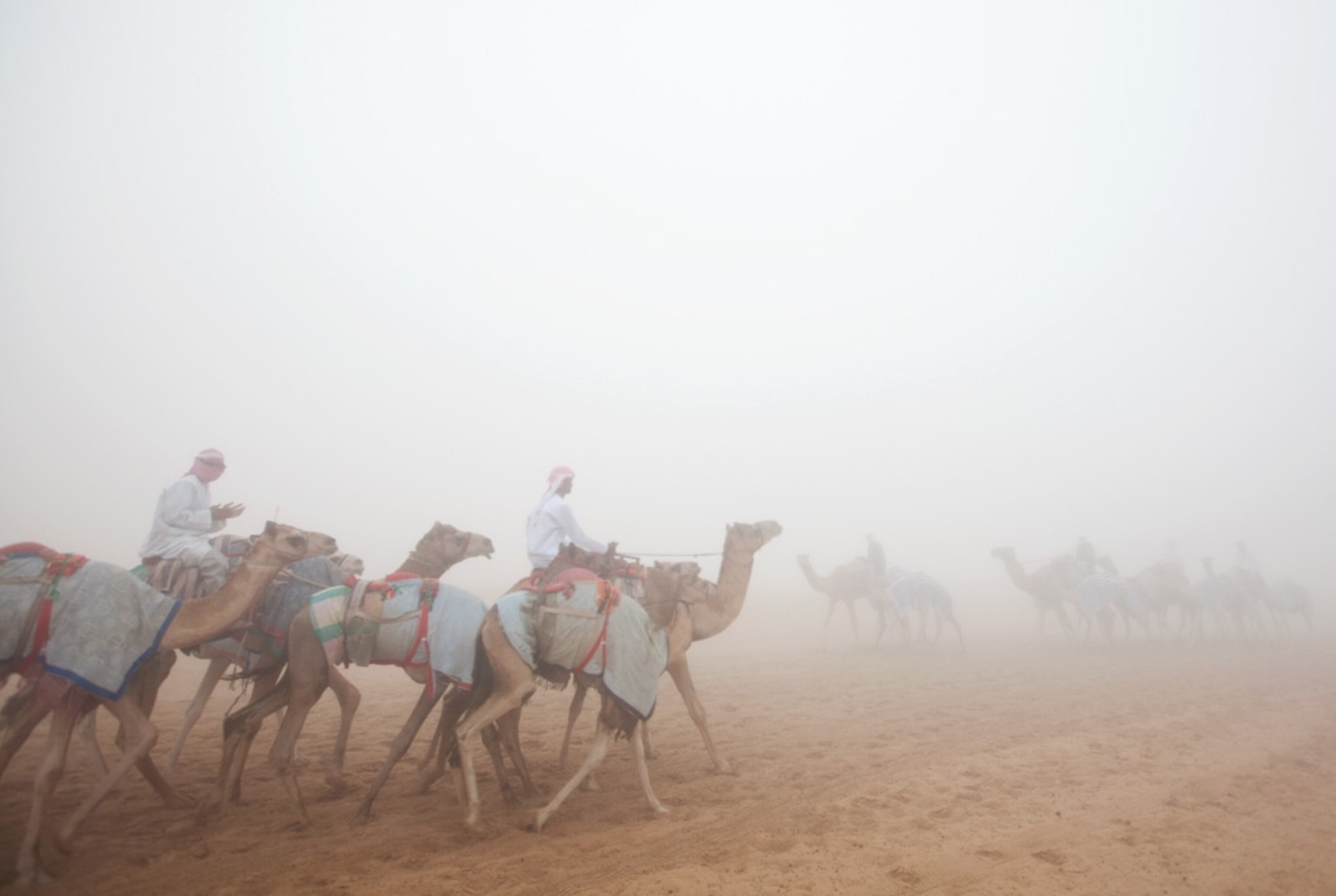 Camels being ridden through fog (photo)