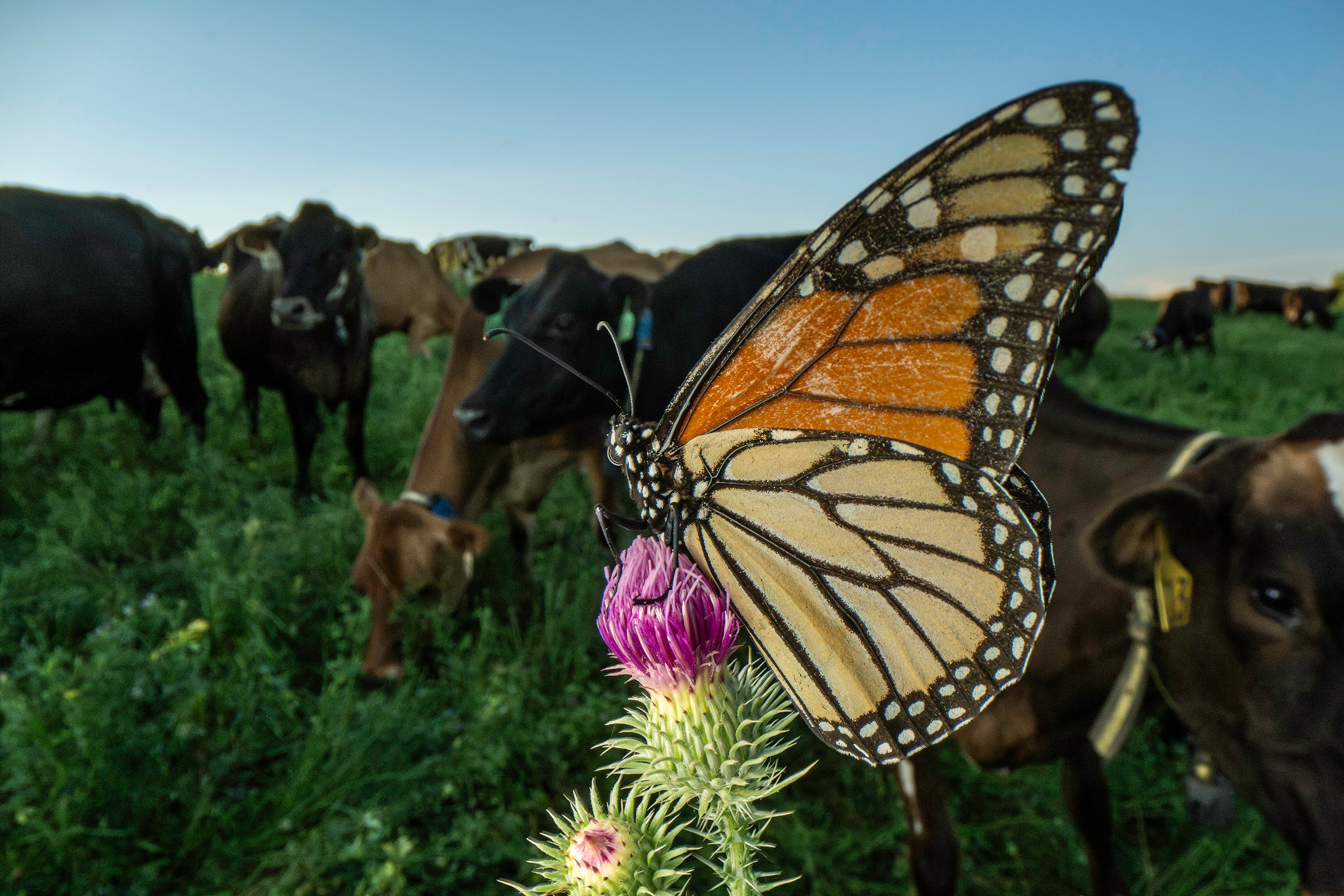 A close-up of a monarch butterfly resting on a purple thistle with cows in the background