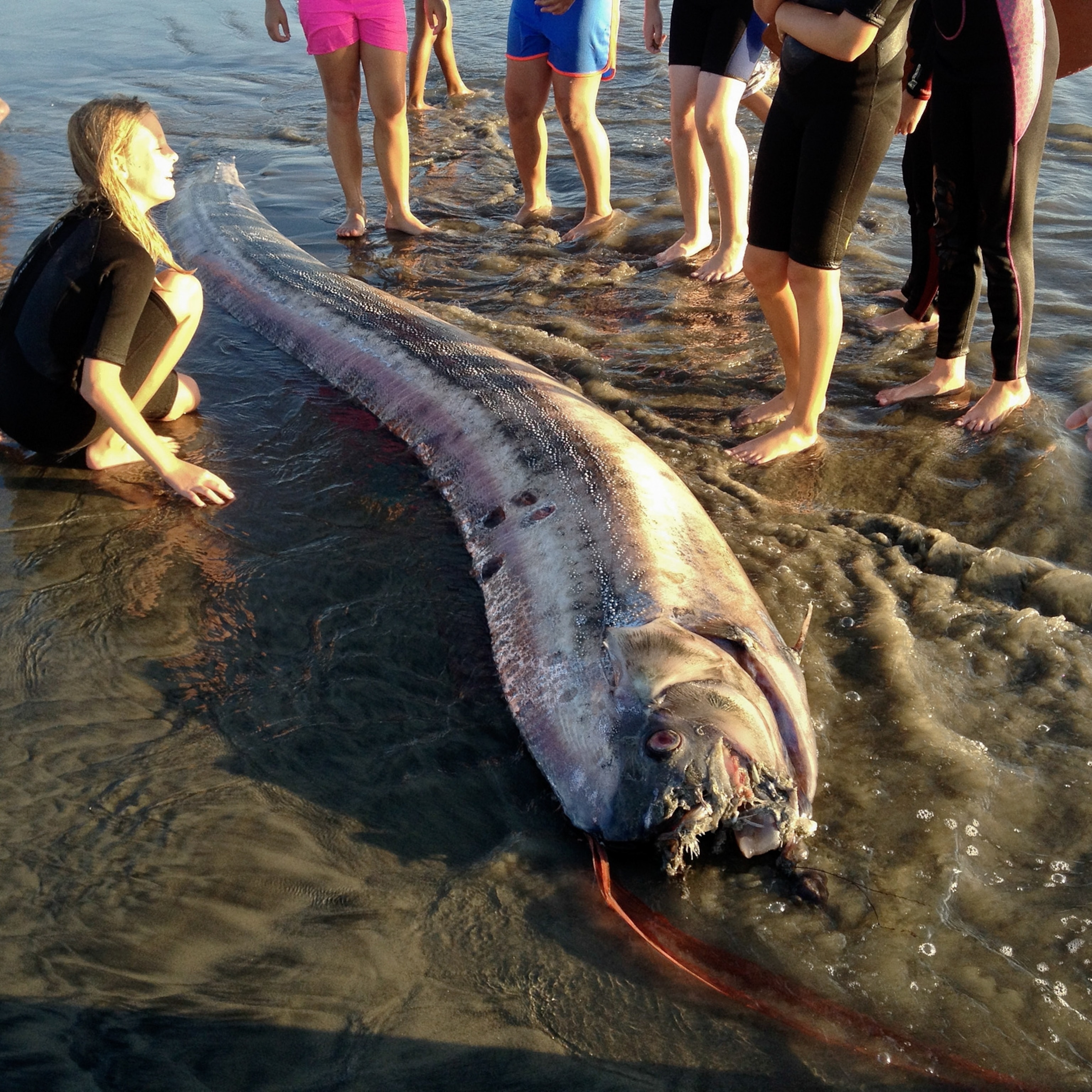 5 Surprising Facts About the Oarfish That Has Been Washing ...