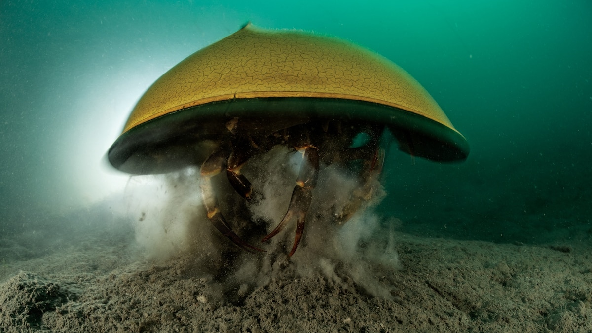 Dazzling photos show horseshoe crabs thriving in protected area - Vimarsana News