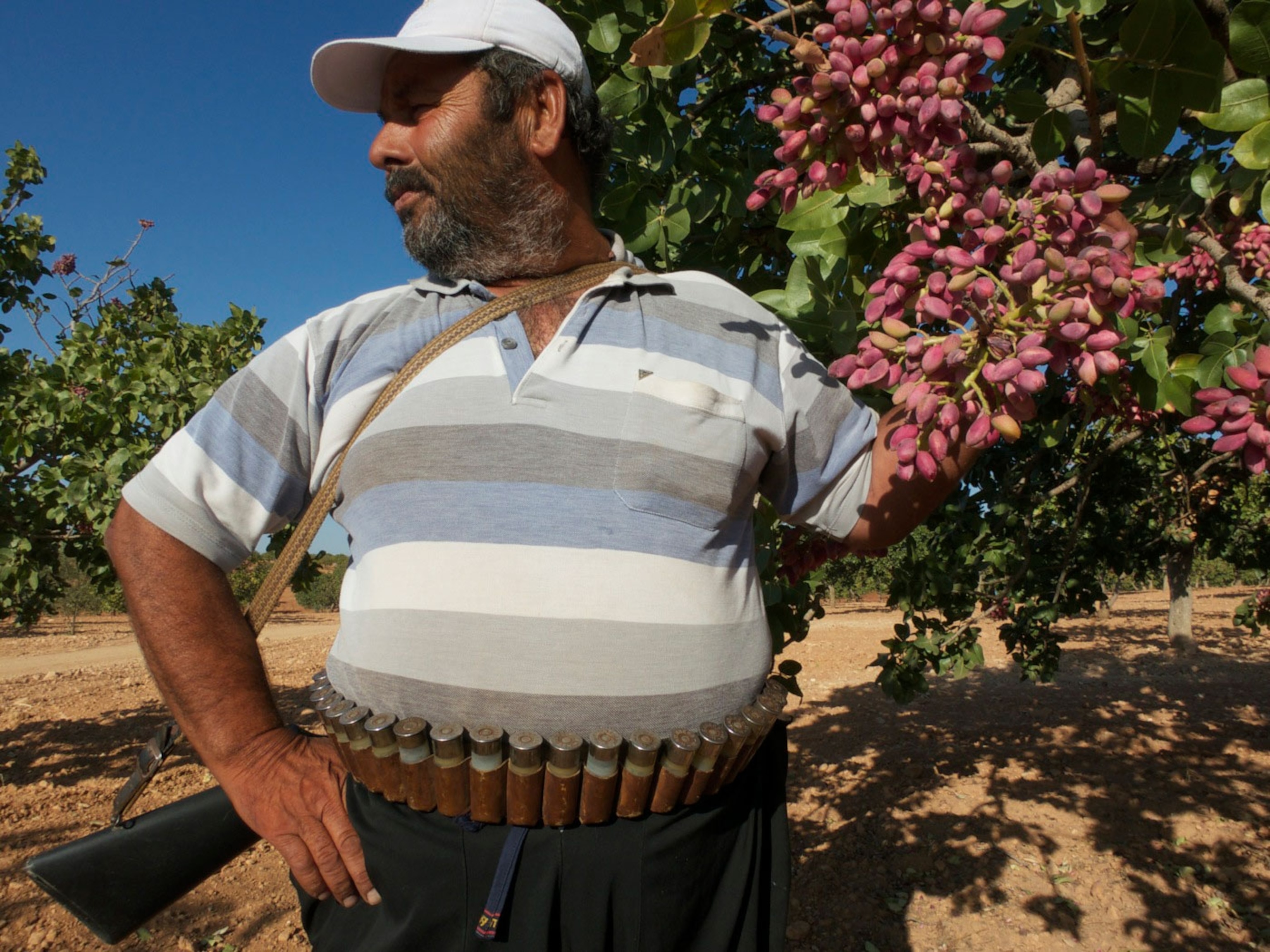 Pistachio guard Cebir Sercan and the treasure he protects. From “Pistachio Mafia,” October, 2014, Near Nizip, Turkey.